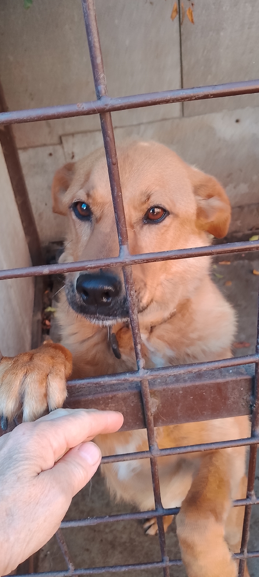 A medium shot captures a light brown dog looking through a rusted metal fence from what appears to be a kennel or enclosure. The dog's head is partially obscured by the fence bars. Its eyes are dark brown and appear to be looking directly at the viewer. The dog has a black nose and a collar. To the left of the image, a human hand is visible, with fingers extended towards the dog's paw, which rests on the fence. The background shows a concrete wall and ground. The scene suggests a moment of interaction between a human and a dog in an enclosed space. There are no specific indicators of the city of Belgorod, Russia within the image itself.