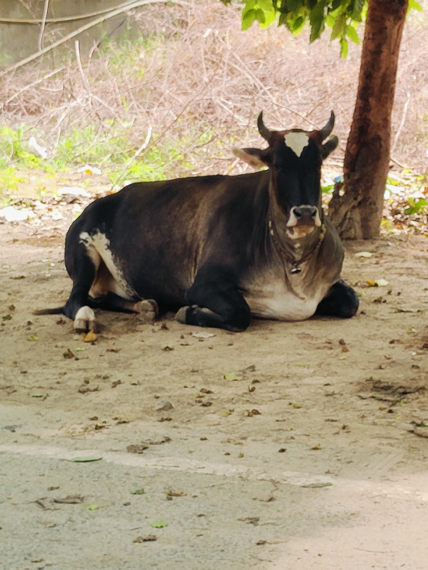 A brown and white cow is lying on the dirt ground. The cow is facing the camera and its head is slightly tilted. It has short, curved horns and a white marking on its forehead. The cow is wearing a necklace with a bell. In the background, there are trees and dry brush. The scene appears to be in a rural or semi-rural area, possibly on the outskirts of Gurgaon, India. The ground is a mix of dirt and some gravel, with scattered leaves and debris. The lighting suggests it is daytime.