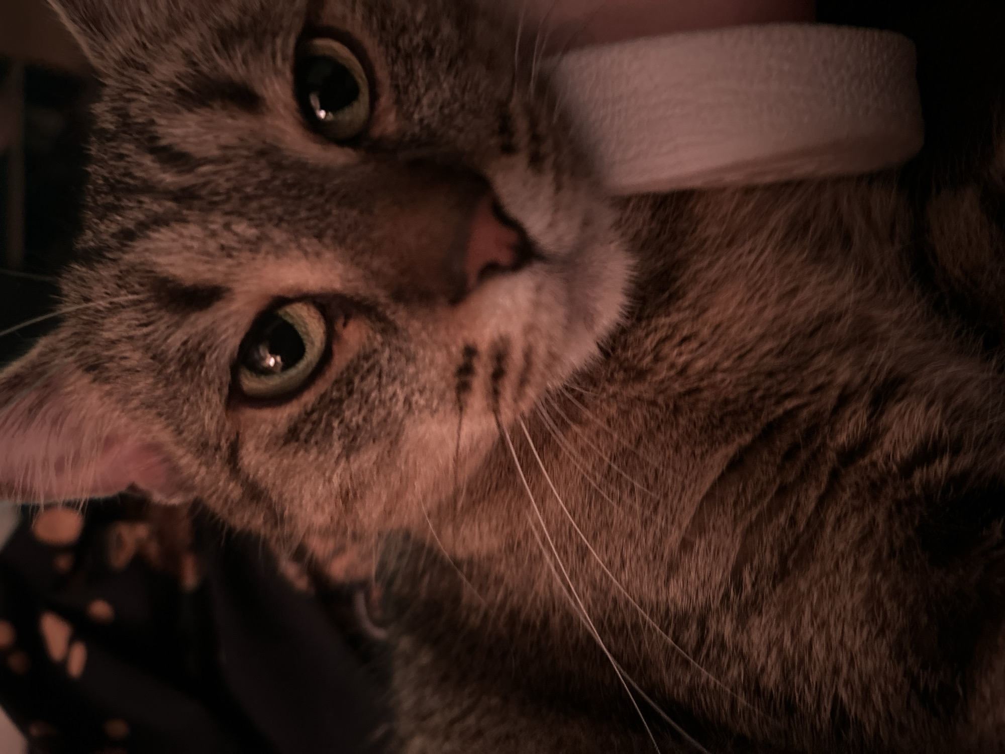 A close-up, low-light shot features a tabby cat's face and upper body. The cat's green eyes are open and looking forward. Its nose is pink, and its whiskers are long and white. A roll of white tape is visible to the right of the cat's head. The background is dark and out of focus, with hints of a dark fabric with an abstract pattern. The lighting creates a warm, reddish tone across the image. There is no discernible location in Sofia, Bulgaria.