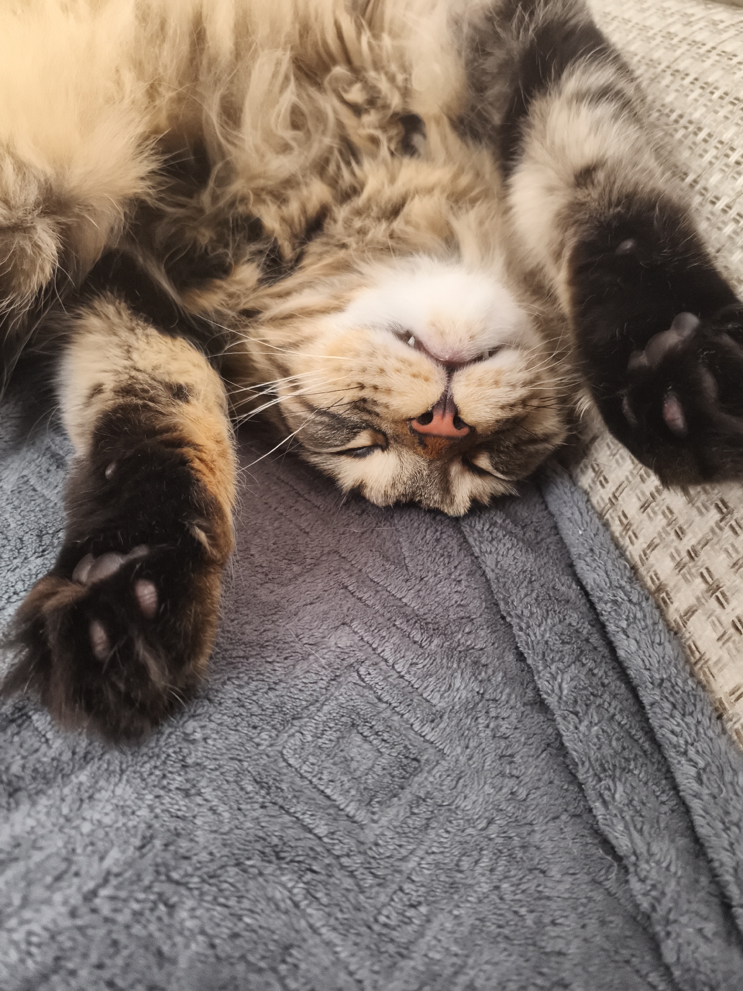 A Maine Coon cat is sleeping on its back on a gray blanket. The cat's paws are extended upwards. The cat's mouth is slightly open, revealing its teeth. The cat is located in Русский Вожой, Russia.