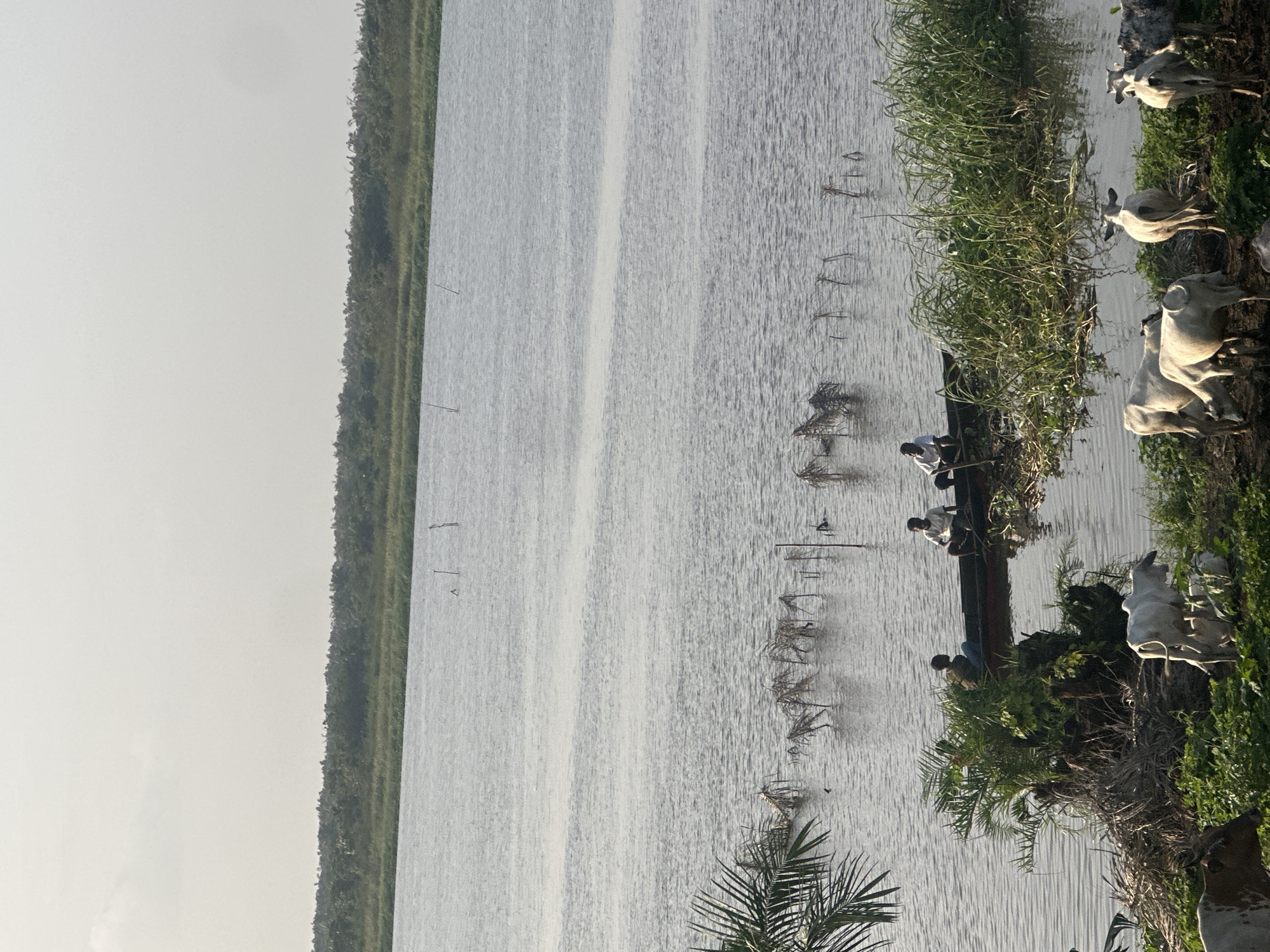 A panoramic, eye-level, wide shot captures a serene waterscape with a lush green shoreline and a distant, tree-lined horizon under a hazy sky. In the foreground, several cows graze on the verdant bank of a body of water. A small, wooden boat carrying three individuals navigates the calm water closer to the shore. The boat appears to be moving slowly, with two of the occupants seated and one standing. The surrounding vegetation is dense and varied, with tall reeds and palm fronds adding to the tropical ambiance. The water itself is rippled, reflecting the soft, diffused light of the sky. The scene evokes a sense of peaceful rural life and natural beauty. The location is identified as Gbaj, Nigeria.