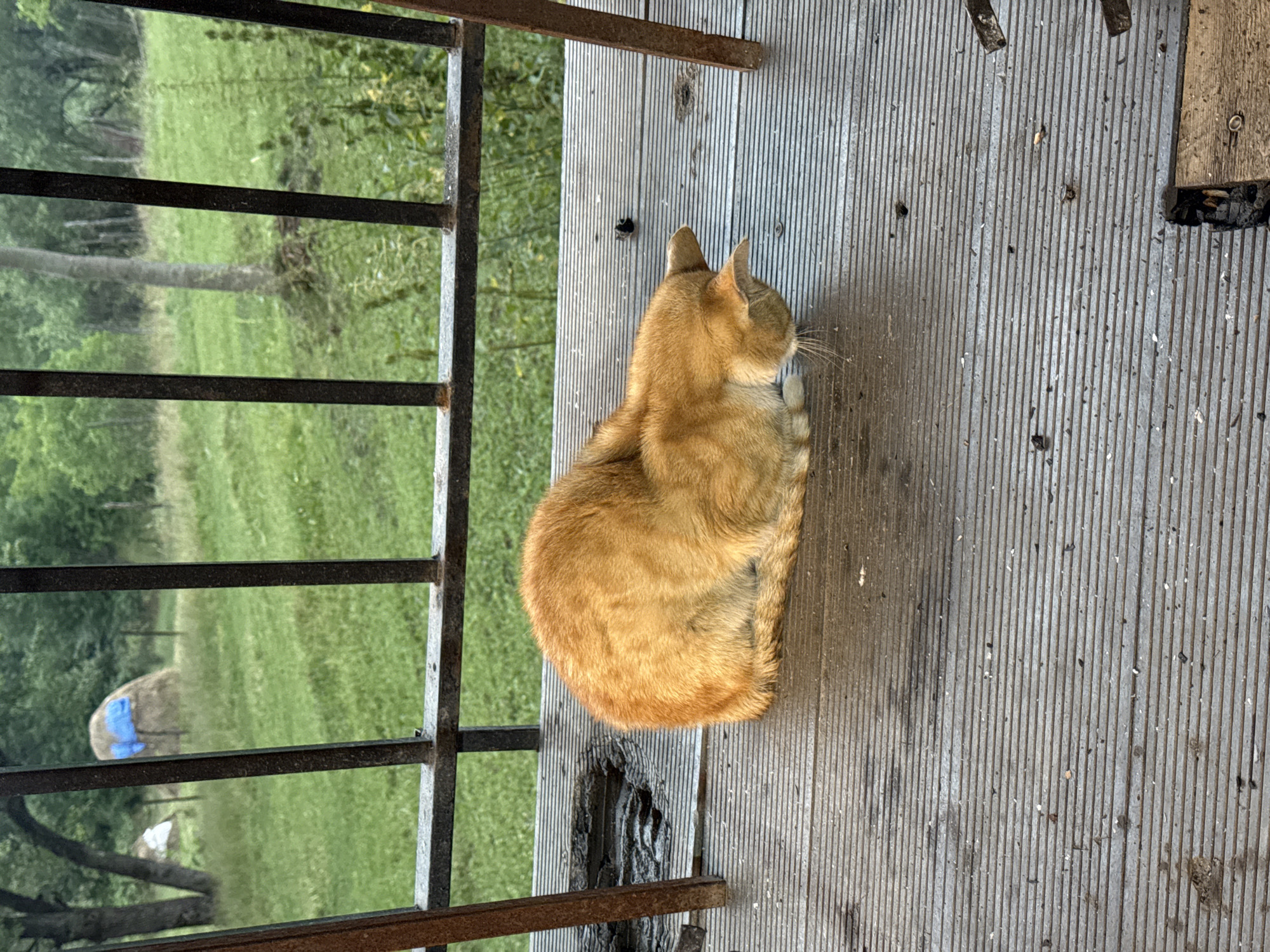 An orange cat is curled up on a weathered wooden porch overlooking a green field. The porch has metal railings that are rusted in places. In the field, there is a haystack covered with a blue tarp, and trees and foliage can be seen in the background. The overall scene suggests a rural or semi-rural environment, possibly on the outskirts of the city of Sis, Azerbaijan. The lighting indicates it is daytime, likely overcast or early morning/late afternoon due to the soft light. There are no people visible in the image.