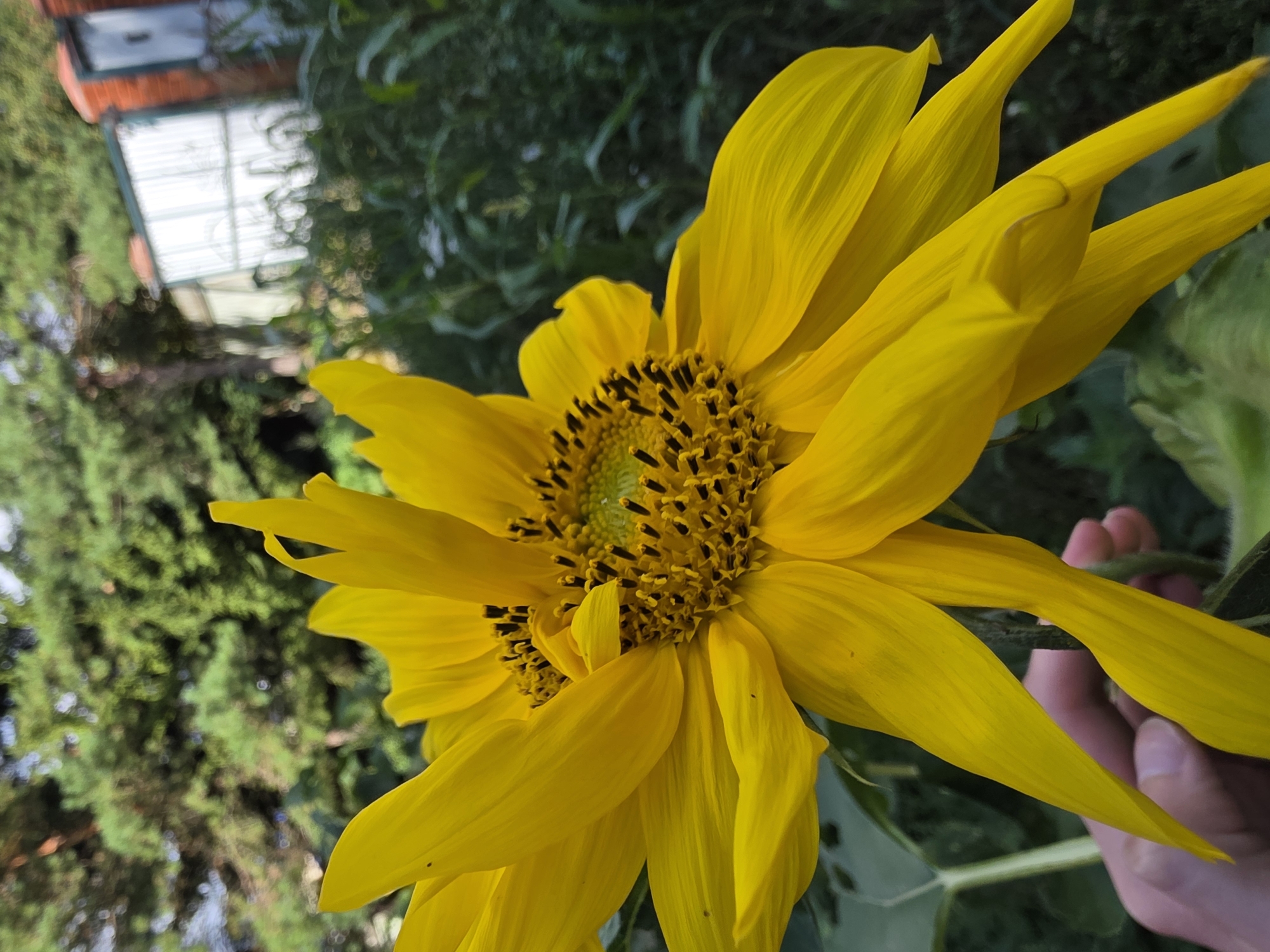 A close-up shot focuses on a large, bright yellow sunflower in an outdoor setting, with a hand gently holding its stem. The sunflower's petals are wide and vibrant, framing a dark, textured center filled with numerous seeds. In the background, lush green foliage and trees create a natural backdrop, hinting at a garden or rural environment. To the right, a section of a greenhouse structure and a brick building are visible, suggesting proximity to human-made structures within this natural landscape. The lighting suggests it is daytime, possibly late afternoon, given the soft light and shadows.