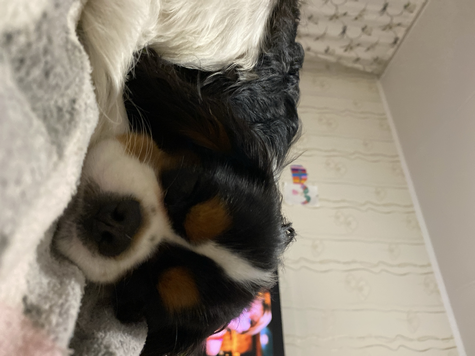 A tricolor Cavalier King Charles Spaniel puppy sleeps curled up on a textured gray blanket in Votkinsk, Russia. The puppy's head is resting on the blanket, with its eyes closed and its nose visible. The background shows a wall with patterned wallpaper and a portion of a television screen displaying a colorful image. The scene appears to be indoors, in a domestic setting.
