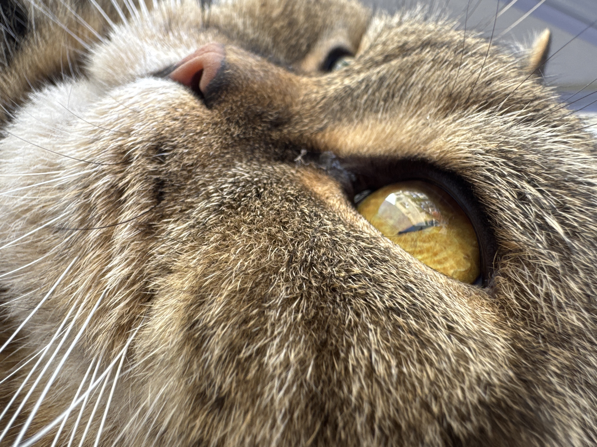 A close-up, profile shot of a tabby cat's face focuses on its bright amber eye. The cat is looking towards the left of the frame, with its whiskers prominently displayed. The fur is a mix of brown and grey stripes. The background is blurred, with hints of a window frame suggesting an indoor setting. The image was captured in Mikhaylovsk, Russia.