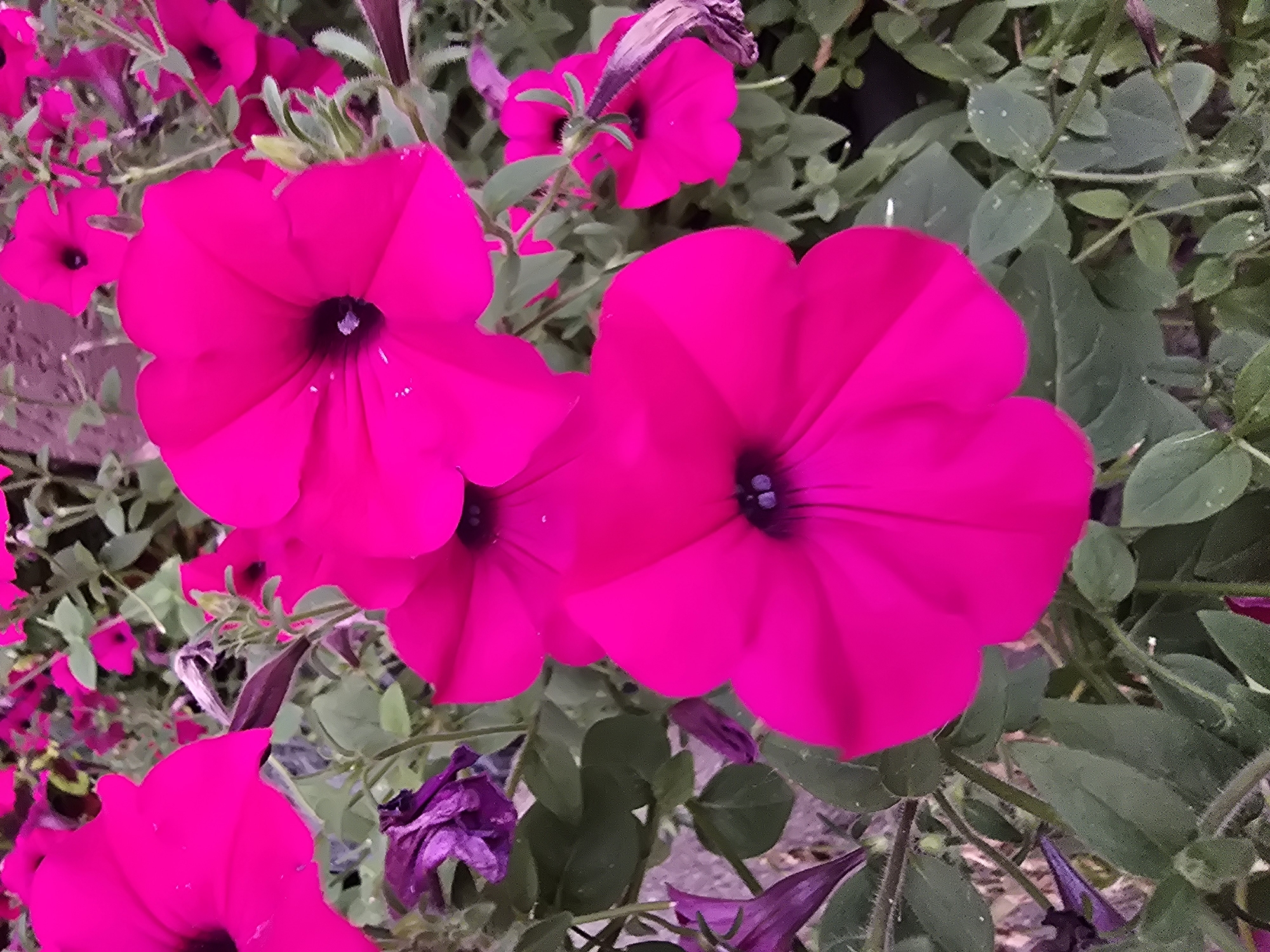 The image is a close-up, overhead shot of several bright pink petunias. The flowers are in various stages of bloom, with some fully open and others still forming. The petals are delicate and ruffled, with a deep purple center. The background is a blur of green leaves and other pink flowers. The lighting suggests it is daytime, and the scene appears to be in a garden or park. There are no people or animals visible in the image. It is not possible to determine the specific location within Sofiivska Borshchahivka, Ukraine from this image alone.