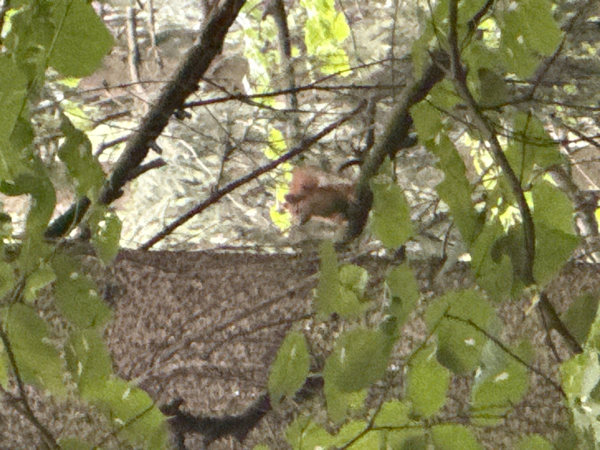 A reddish-brown squirrel is visible in the center of the image, nestled amongst branches and leaves. The squirrel is facing right, with its head slightly turned towards the viewer. Its fur appears fluffy, and its tail is bushy. The background is a blur of green leaves and brown branches, suggesting an outdoor setting, possibly a park or woodland area in Moscow, Russia. Sunlight filters through the foliage, creating dappled light and shadows. The overall impression is a candid snapshot of wildlife in its natural habitat. No people, objects, or text are clearly discernible in the image. The time of day appears to be daytime, and the weather seems pleasant, as indicated by the foliage and lighting.