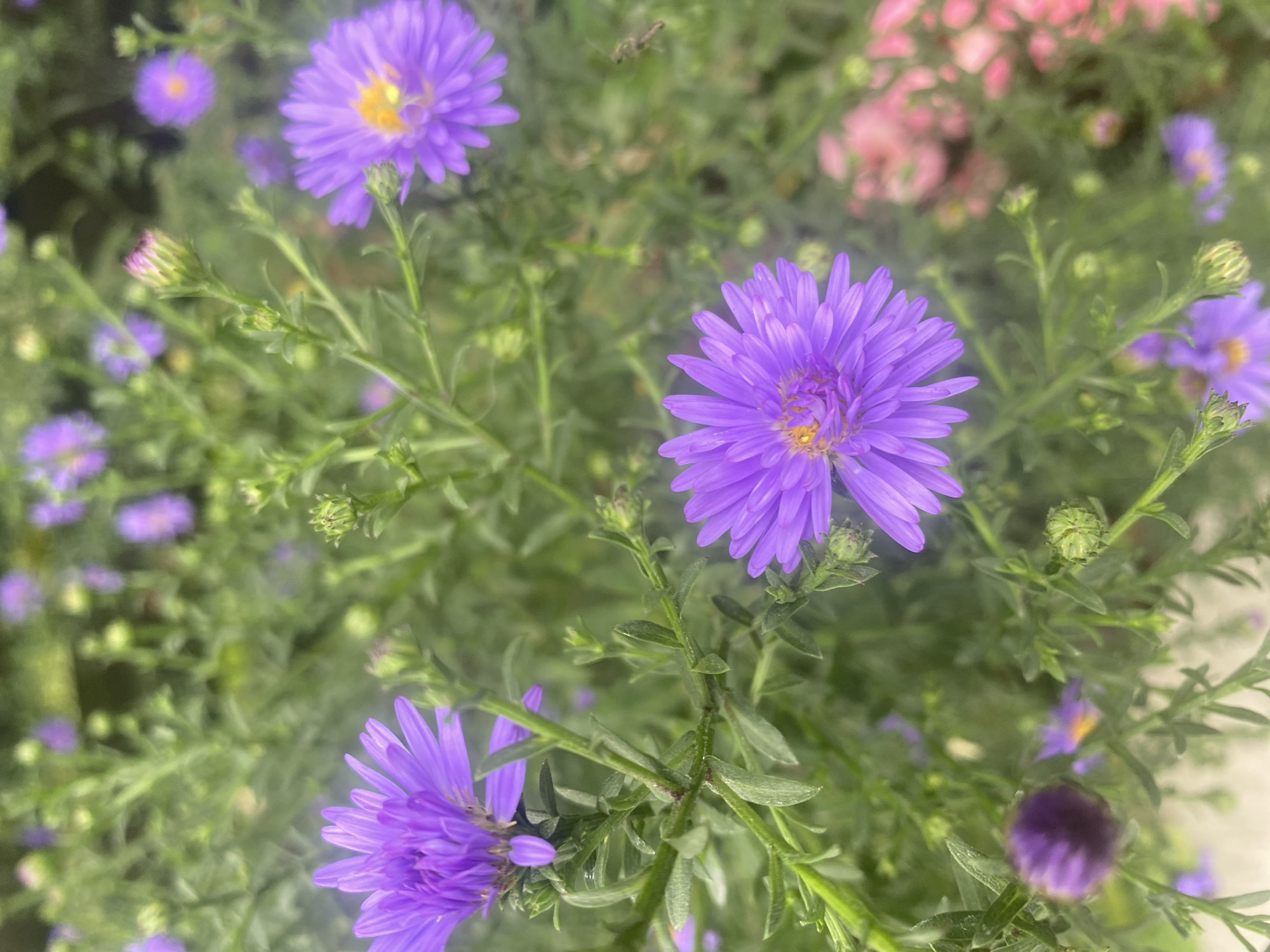 The image captures a close-up view of a cluster of purple asters in a garden. The flowers are in various stages of bloom, with some fully open and others still as buds. The petals are a vibrant shade of purple, and the centers of the open flowers reveal a yellow hue. Lush green foliage surrounds the flowers, creating a natural and somewhat wild garden setting. In the background, there are hints of pink flowers and more out-of-focus purple asters, suggesting a larger garden area. A small insect, possibly a fly, is visible in the mid-right background. The lighting suggests it is daytime, possibly late afternoon or early morning, with a soft diffusion that softens the details. The overall impression is one of natural beauty and the gentle unfolding of a floral display. The image does not provide any specific details to locate it within Târgu Neamț, Romania.