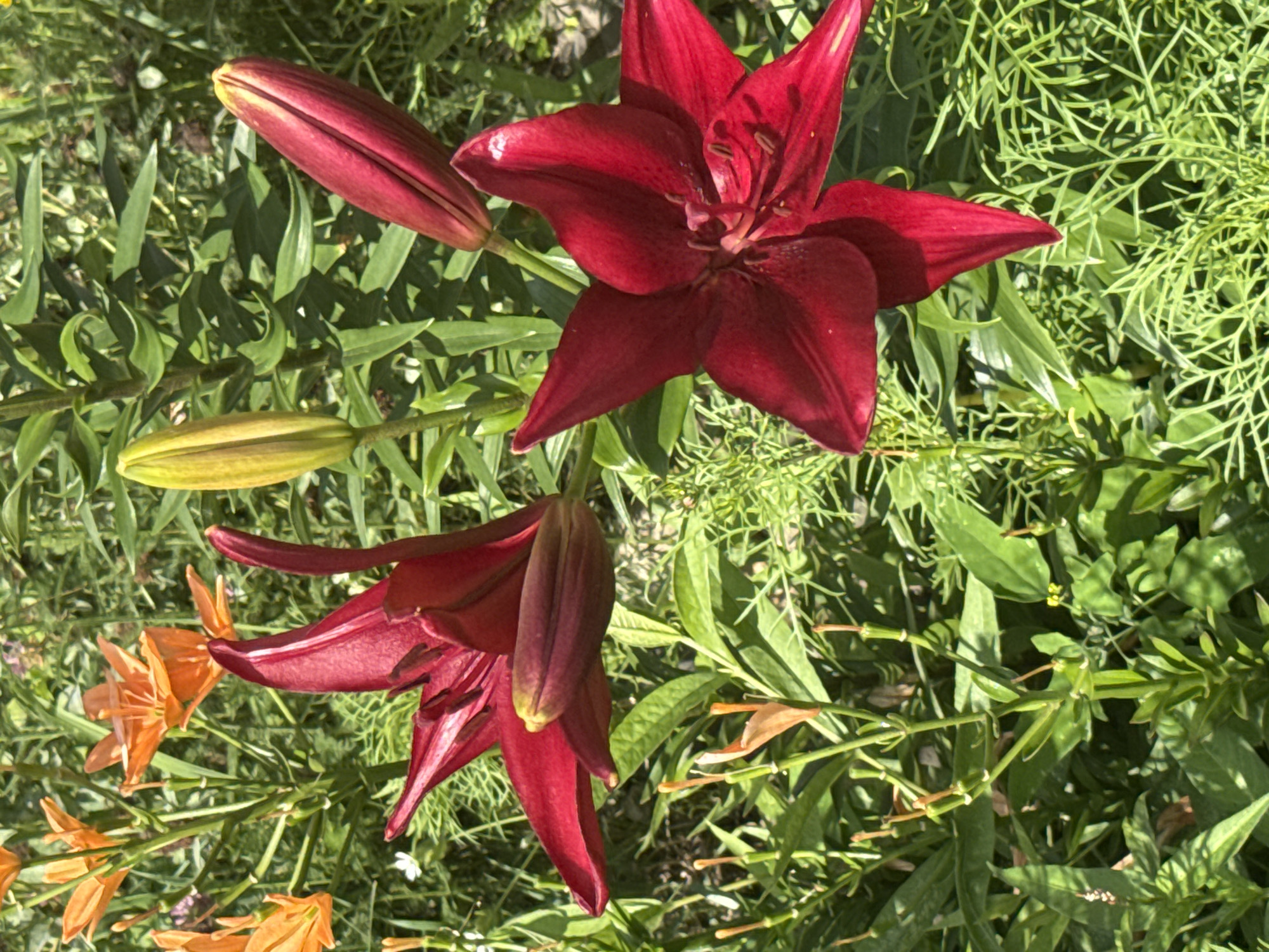 The image is a close-up shot of a garden bed filled with various blooming lilies and other greenery. In the foreground, two deep red lilies are prominently displayed, with one fully open and showcasing its stamens and pistil, while the other is partially open. Behind these, to the left, are several bright orange lilies in various stages of bloom. The background consists of lush green foliage, with some areas of dappled sunlight suggesting an outdoor setting. There are no people visible in the image. The scene is a vibrant and natural display of flowers. This image was taken in Komsomolsk-on-Amur, Russia.