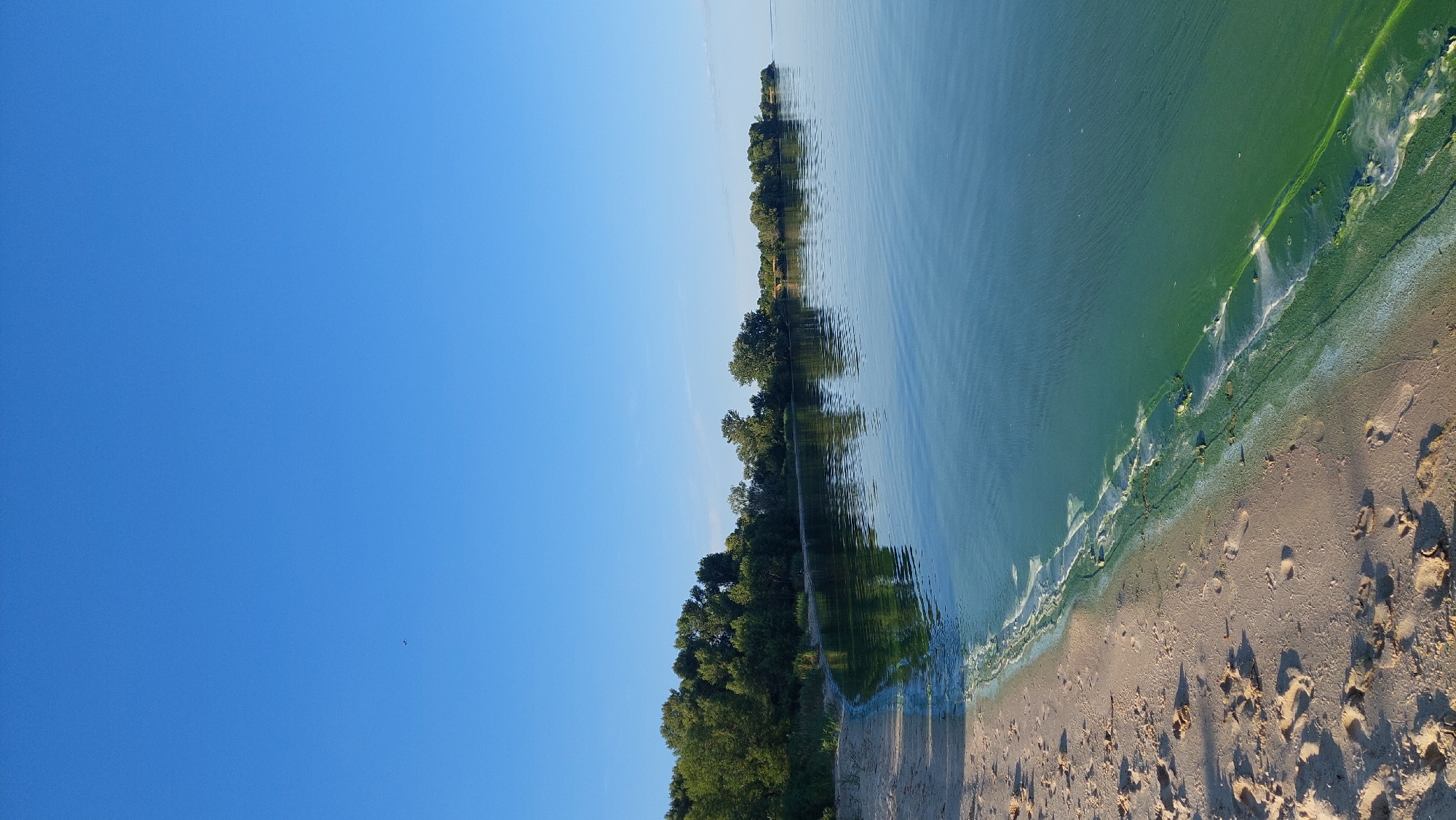 The image shows a wide, calm body of water with a sandy shoreline. The water is a deep blue with some green algae or other particulate matter concentrated along the edge of the shore. The shoreline is covered in light-colored sand with numerous footprints. A line of dense green trees forms the background, receding into the distance. The sky is a clear, bright blue with a single small bird visible in the upper left quadrant. The scene appears to be a natural, outdoor environment, likely a lake or riverbank. The presence of algae suggests it might be a warm season. No people are directly visible, though the footprints indicate recent human presence. The location is identified as Kozarovychi, Ukraine.