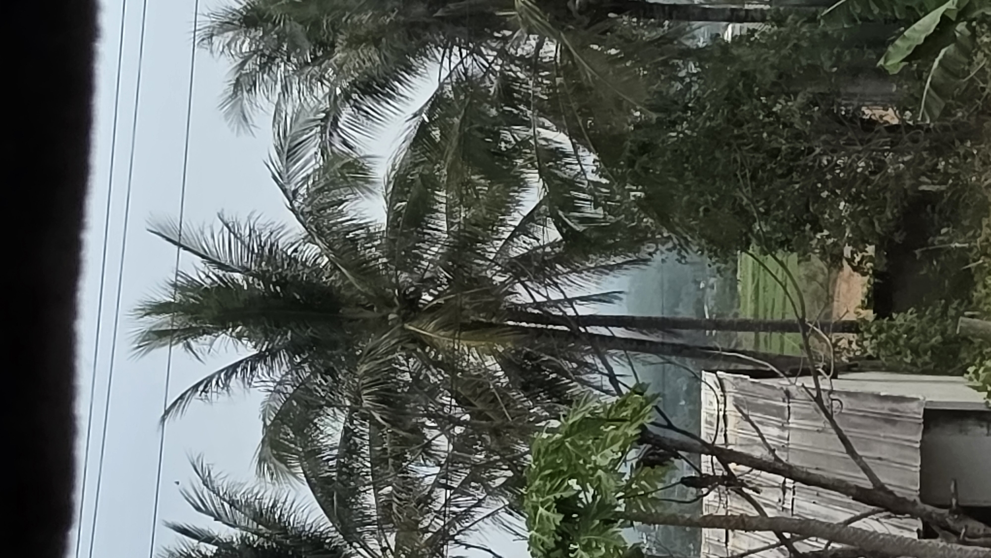 The image shows a view from within a structure in Dak To, Vietnam. Palm trees are in the foreground against a cloudy sky. In the middle ground is a green field with distant buildings or structures visible. Part of a corrugated metal roof and a bare tree branch is visible in the lower right. A cluster of power lines also is observed near the top left corner.