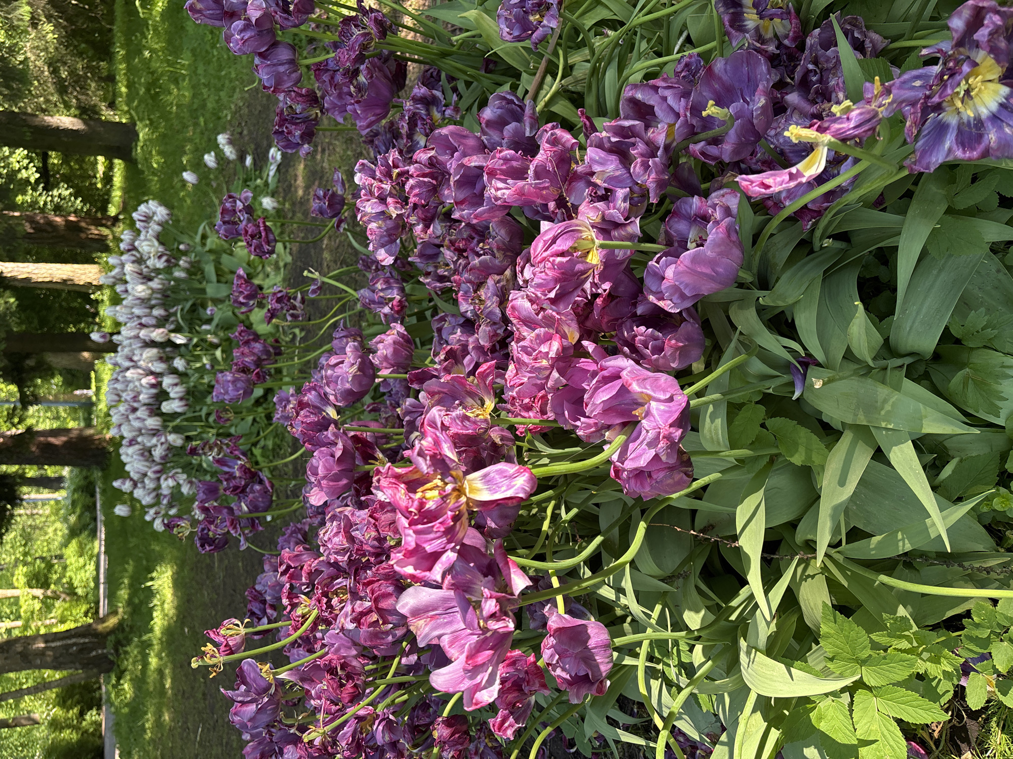 This media file captures a vibrant outdoor scene in Saint Petersburg, Russia, showcasing extensive flower beds. The primary subjects are numerous tulips, predominantly in shades of deep purple, magenta, and variegated purple-and-white. Many of these flowers appear to be past their prime bloom, with some petals drooping, faded, torn, or exposing yellow centers, suggesting late spring or early summer. Their green stems and leaves are clearly visible, creating a lush texture.
In the foreground and midground, a large mass of these purple and magenta tulips occupies most of the frame. Further back, on the left side of the image, another bed of flowers can be seen, consisting of white or very pale purple tulips, which are less in focus but contribute to the overall garden aesthetic. The background reveals a park-like setting with green grass and several tree trunks, suggesting a mature landscape.
The scene is illuminated by natural sunlight, indicating it is daytime. Shadows are present, particularly on the ground and parts of the foliage, suggesting a sunny day. No people or activities are explicitly depicted. The image solely focuses on the natural beauty of the flower display. There is no visible text.
