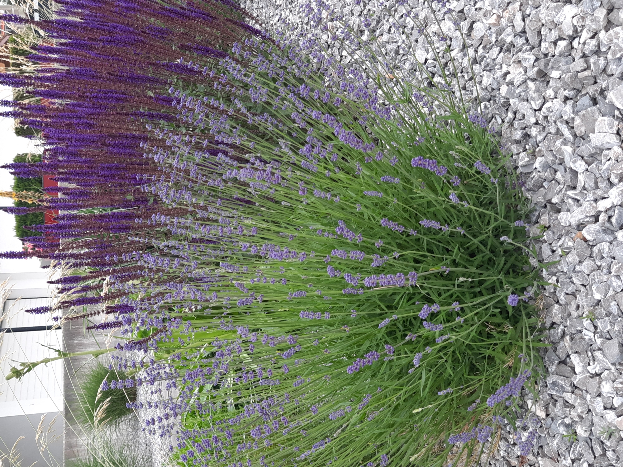 The image depicts a garden area with lavender and purple salvia plants in bloom, set against a backdrop of gravel and a building. The lavender, with its delicate purple florets on tall green stalks, is prominent in the foreground, forming a lush bush. Behind it, a dense cluster of taller, dark purple salvia spikes creates a vibrant contrast. The ground is covered with light gray, irregular-shaped gravel stones, reflecting the light and adding texture to the scene. In the background, the lower portion of a modern building is visible, with white walls and horizontal blinds on windows. The overall scene suggests a well-maintained garden in a residential or public space. While the image does not provide definitive information about the exact location within Rosenheim, Germany, the style of the building and the landscaping are consistent with urban or suburban environments found in German cities. No people are present in the image.