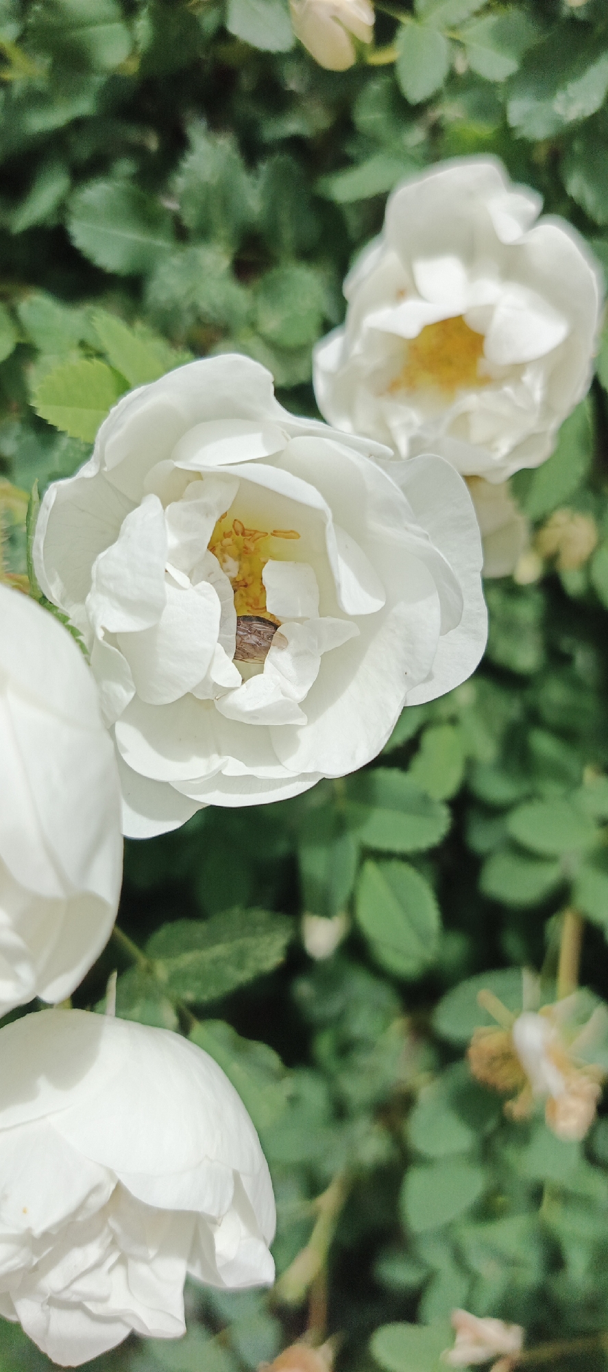 The image shows a close-up view of several white roses in bloom, set against a backdrop of green foliage. A small insect is visible within the center of the largest, most prominent rose. The location is Кемуль, Russia.