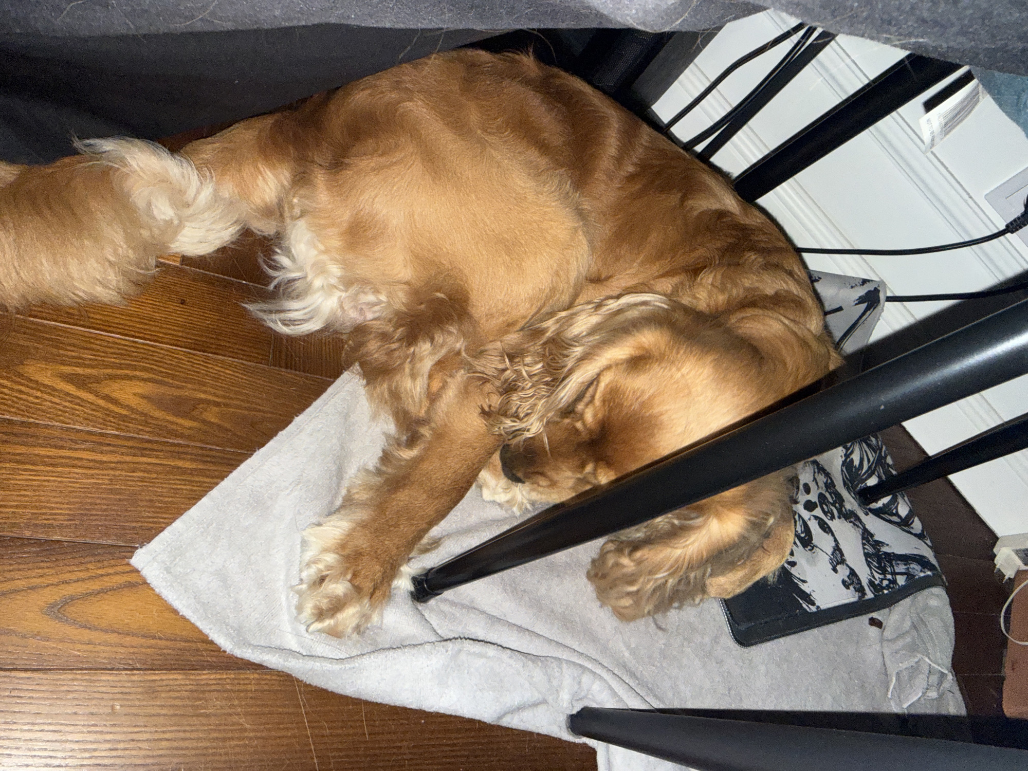 An overhead shot shows a tan-colored dog, curled up and asleep on a light gray towel. The towel is placed on a polished wooden floor. The dog's paws, one of which is clearly visible, are light brown. Black chair legs are positioned around the dog and towel. A dark gray fabric object, possibly a blanket or piece of furniture, is to the right of the dog. The scene appears to be indoors.