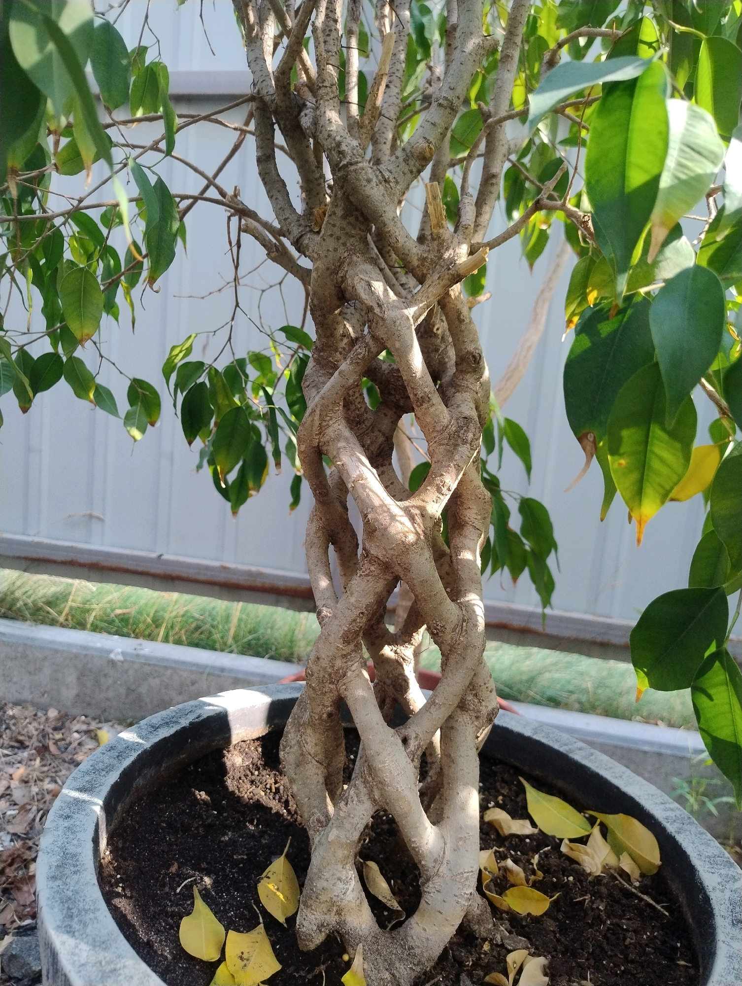 A braided ficus bonsai tree is planted in a gray concrete pot filled with dark soil. The tree's trunk is formed by several intertwined branches, creating a twisted effect. The tree has green leaves, some of which have turned yellow and fallen onto the soil. The pot is placed outdoors, with a light-colored fence in the background and greenery visible beyond a metal railing. The lighting suggests it is daytime.