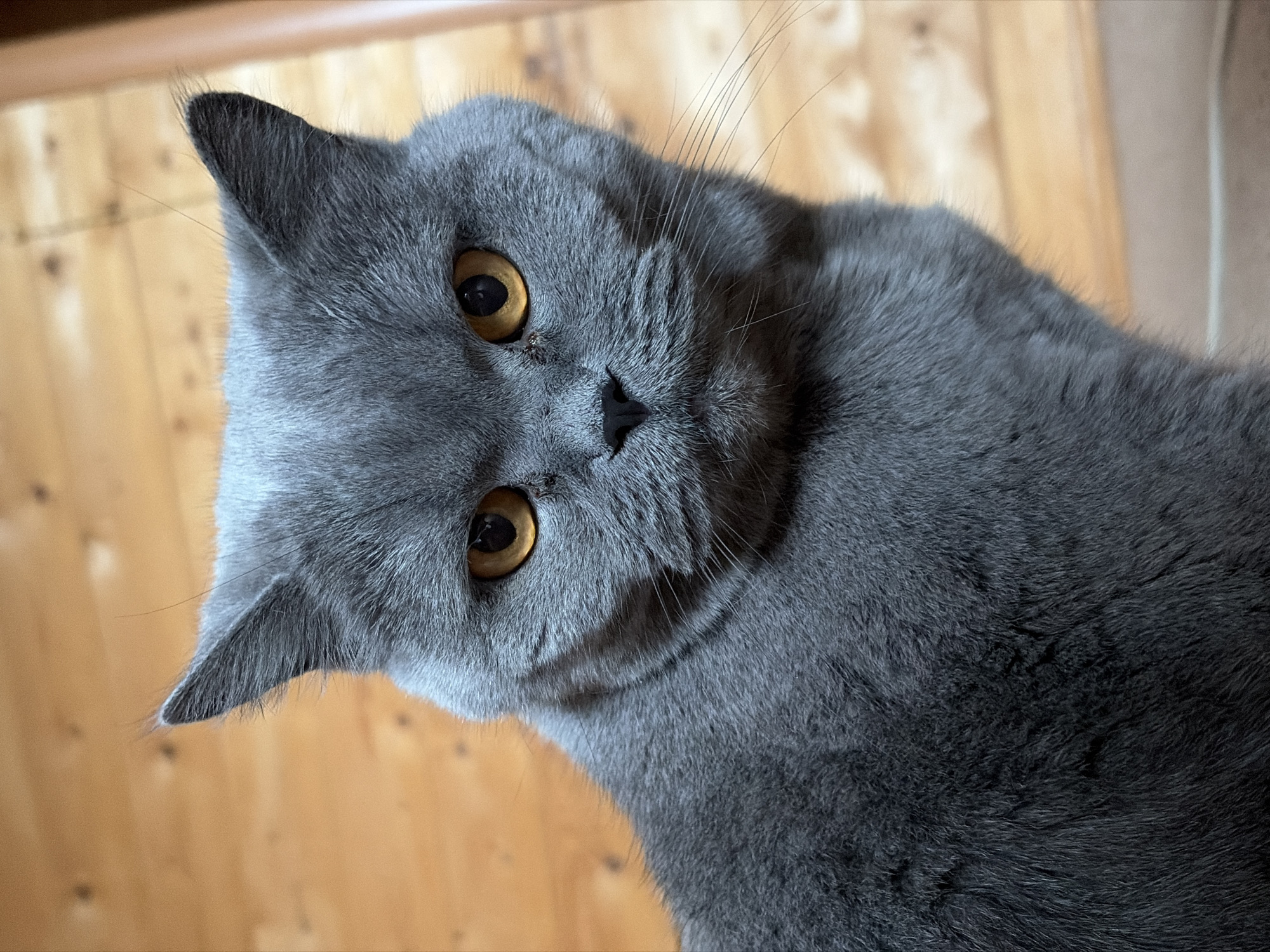A gray British Shorthair cat is pictured indoors, angled to the left. The cat has amber eyes and a dark nose. The background consists of wooden panels. The location information provided (Прикамский, Russia) is extraneous to the visible content of the image.