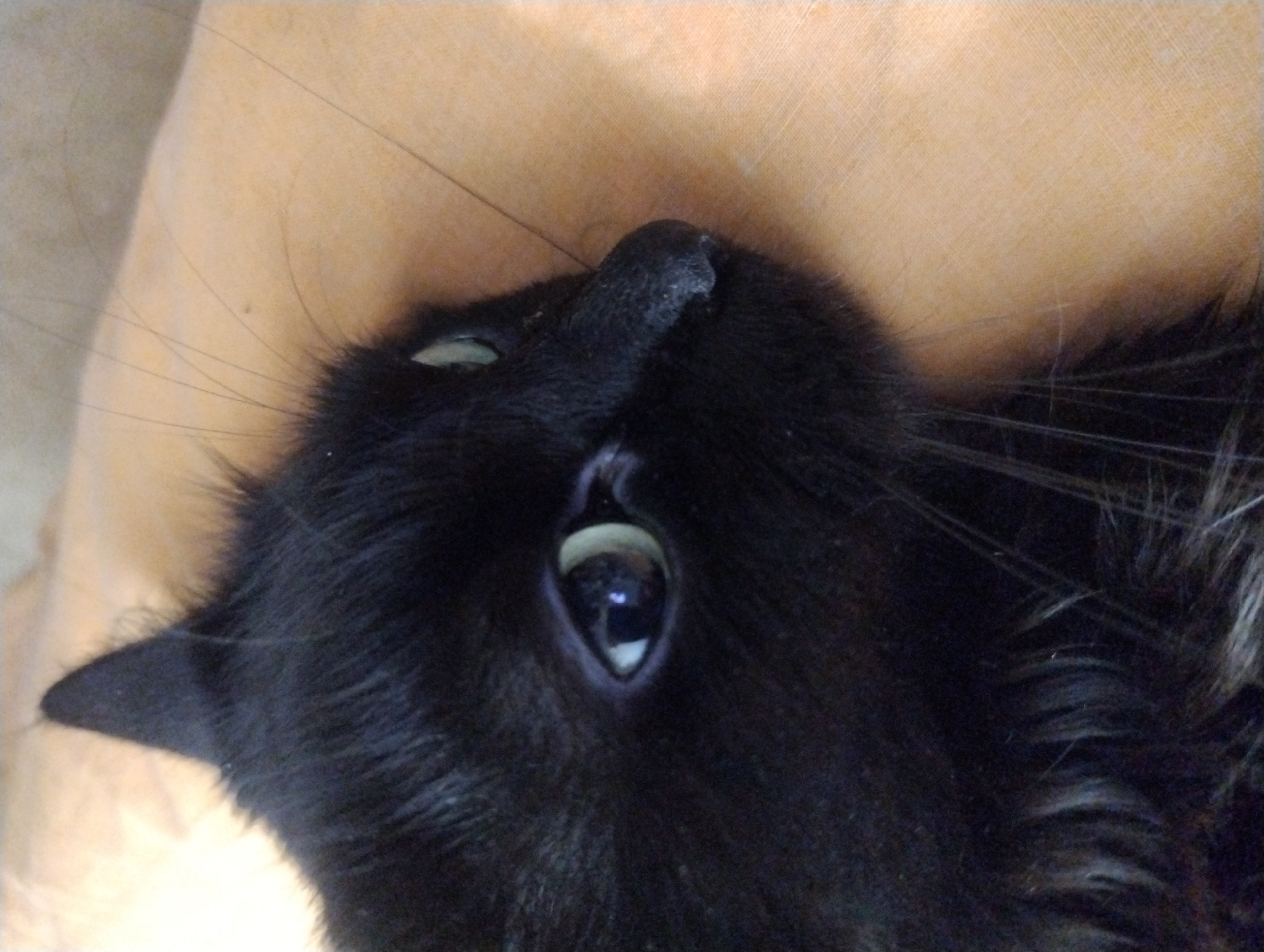 A close-up, head-on shot shows a black cat lying down, with its head tilted to the right, as if looking at something out of frame. The cat's fur is dark and somewhat disheveled. Its right eye, a striking green color with a large pupil, is clearly visible. The cat's nose and whiskers are also prominent. The background is a soft, light orange, possibly a blanket or cushion. The lighting is soft and diffused, creating a gentle mood.