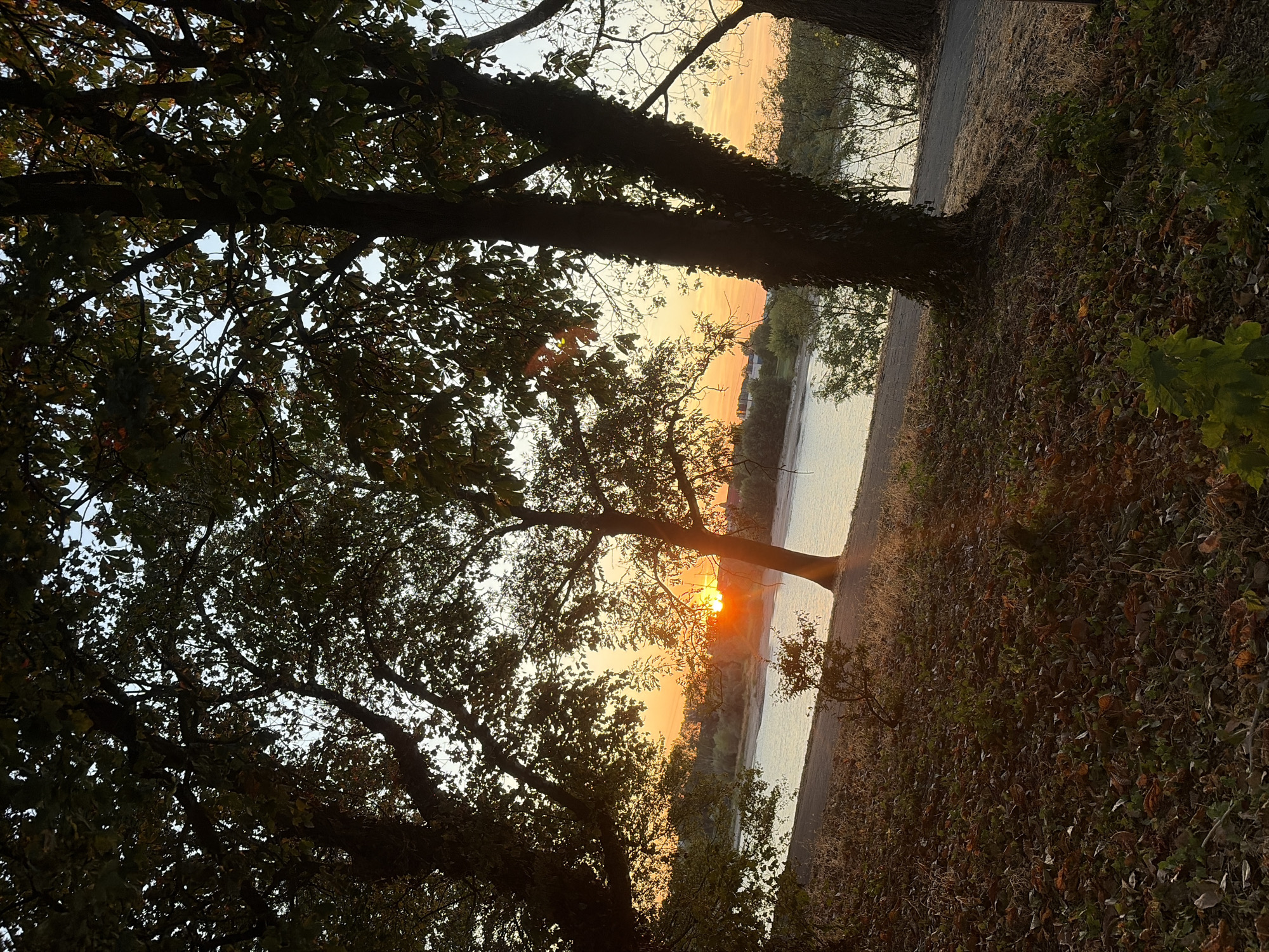 This image captures a serene sunset over the Rhine River in Duisburg, Germany. The foreground is dominated by the lush, dark foliage of trees, with fallen leaves scattered across the ground, indicating it is likely autumn. A paved path runs along the riverbank, bordered by dry grass and brush. The calm, reflective surface of the Rhine River stretches across the mid-ground. On the opposite bank, a line of trees and a few buildings are visible, silhouetted against the vibrant orange and yellow hues of the setting sun. The sky is a soft blend of these sunset colors, with a few wispy clouds. No people are visible in the scene.