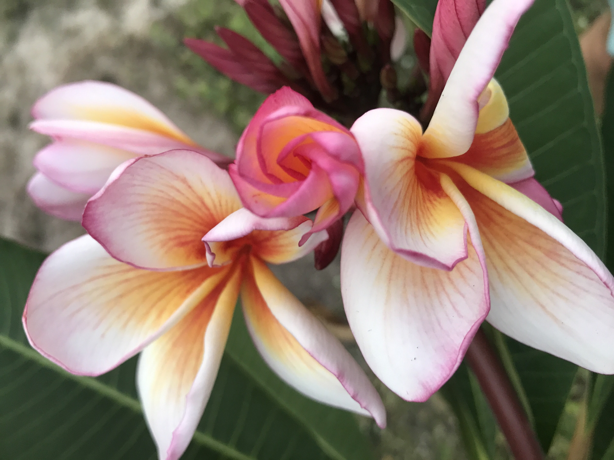 The image shows a cluster of pink and yellow plumeria flowers with green leaves in the background. A partially open flower bud with a tightly spiraled formation is present among the open blossoms. The location is likely Baan Mae Nam, Thailand.
