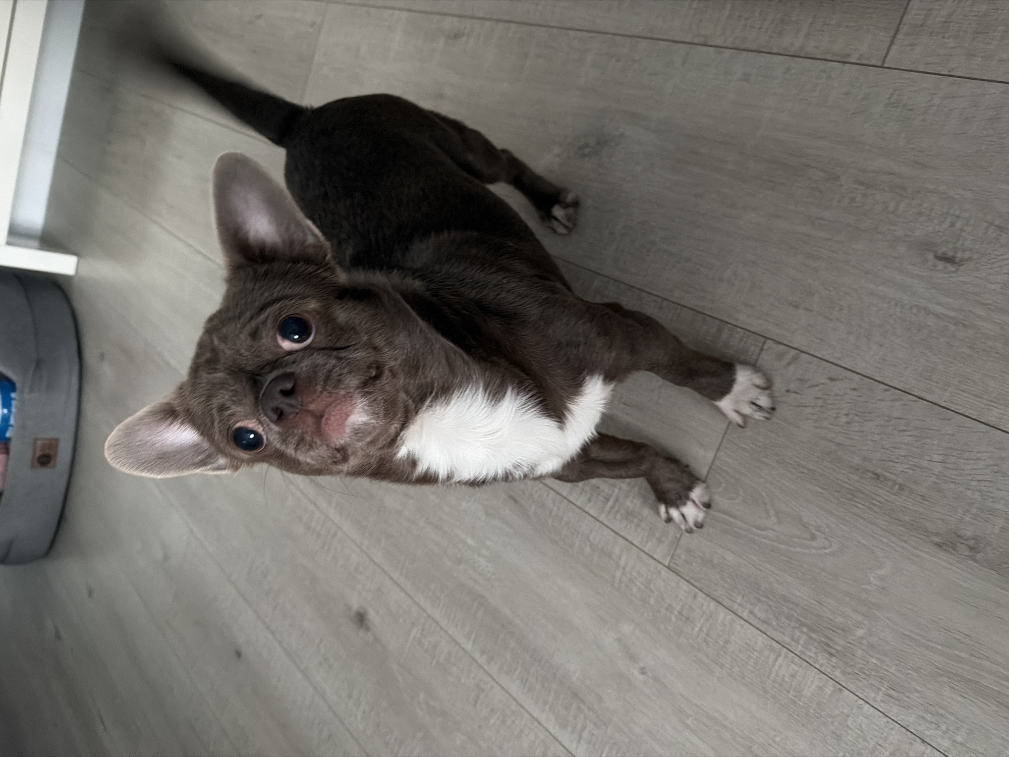 A brown and white Chihuahua-type dog lies on a gray, wood-look laminate floor. The dog is facing the camera with its head tilted upwards. A gray dog bed and a white cabinet or wall are partially visible in the background. The dog is predominantly brown with white markings on its chest and paws. The photo's location cannot be determined, but the request specifies the city of Votkinsk, Russia. No people are visible.