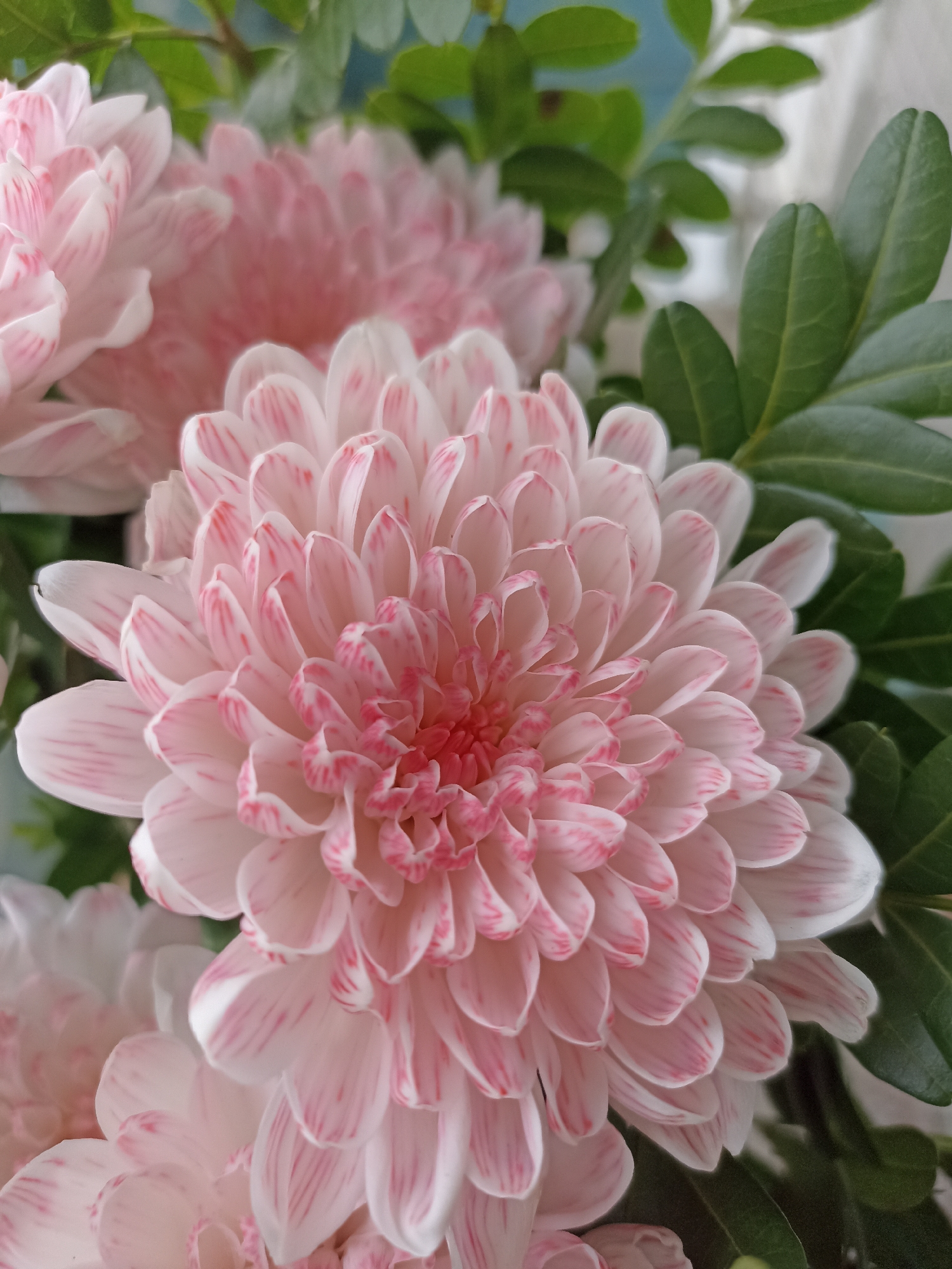 A close-up photograph captures a cluster of pale pink and white chrysanthemums, their petals delicately striped with a deeper pink. The blossoms are densely packed, with a central flower prominently featured, its layered petals forming a full, intricate bloom. Behind the flowers, out-of-focus green leaves and a hint of a light blue background create a soft contrast. The scene is likely an indoor arrangement, given the lighting and backdrop, and no specific location in Novosibirsk, Russia, can be determined from the image.