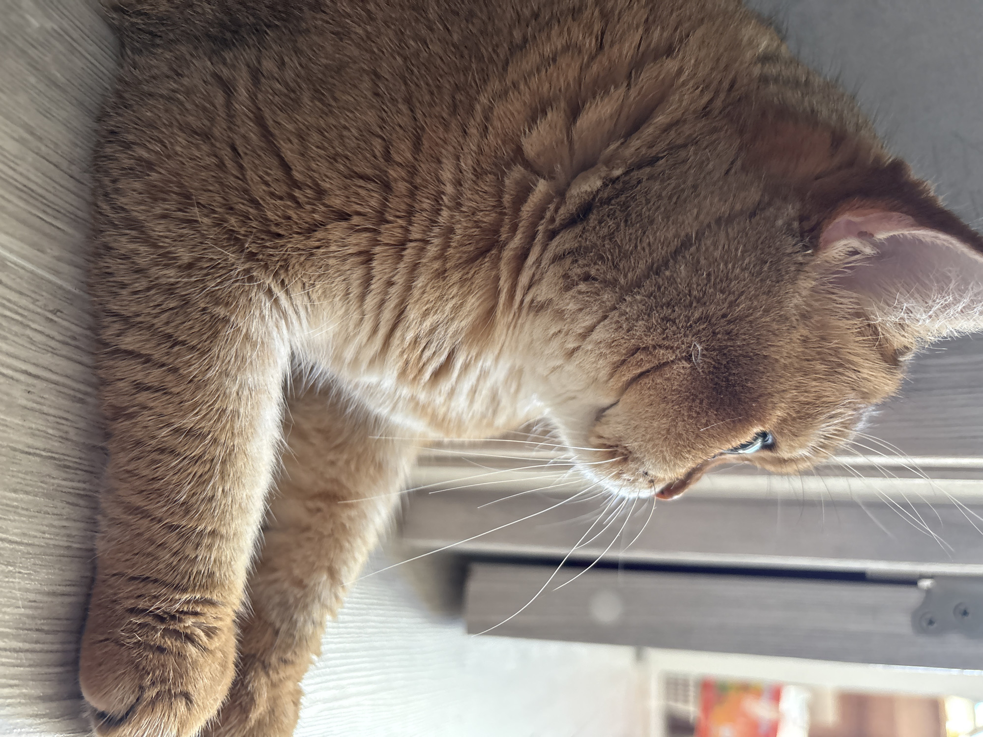 A medium shot shows an orange tabby cat lying on a light wood-grain floor. The cat is facing to the right, with its head turned to look towards something out of frame. Its body is angled away from the viewer. The cat's fur is a warm orange with darker tabby markings on its head and body. Its paws are visible in the foreground, with one paw extended slightly forward. In the background, a pale grey doorframe is visible on the left, and a blurred background suggests an indoor setting, possibly a room with some colorful objects in the distance. The lighting is soft and natural, highlighting the texture of the cat's fur. The scene appears to be set indoors.