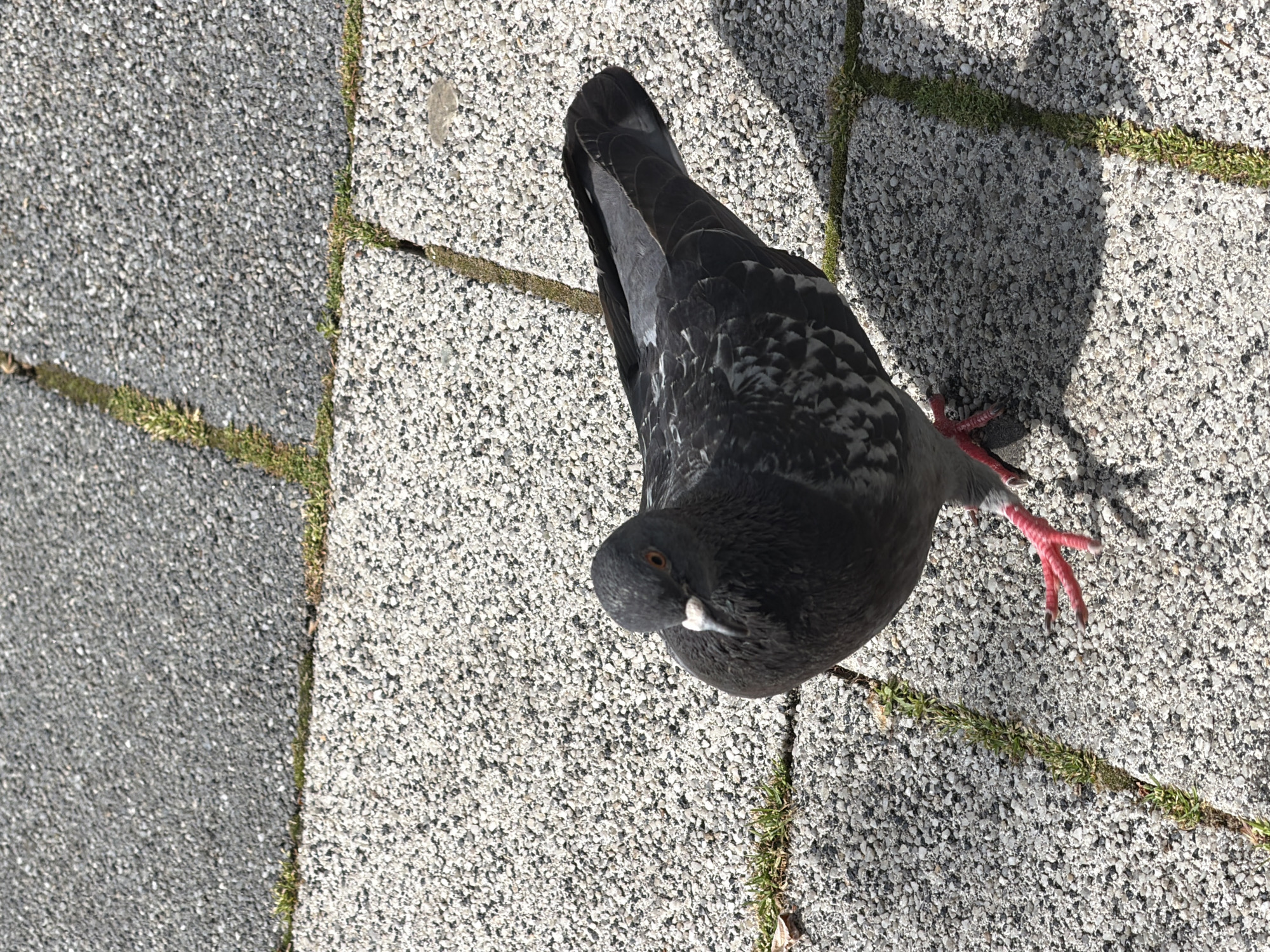 A pigeon stands on a grey paved surface with green grass growing in the cracks between the paving stones. The pigeon is predominantly grey with black accents on its wings and tail, and its feet are pink. The paving stones are light grey in the area where the pigeon is standing and darker grey on the left side of the image. The location appears to be an urban area, most likely in Pleven, Bulgaria.