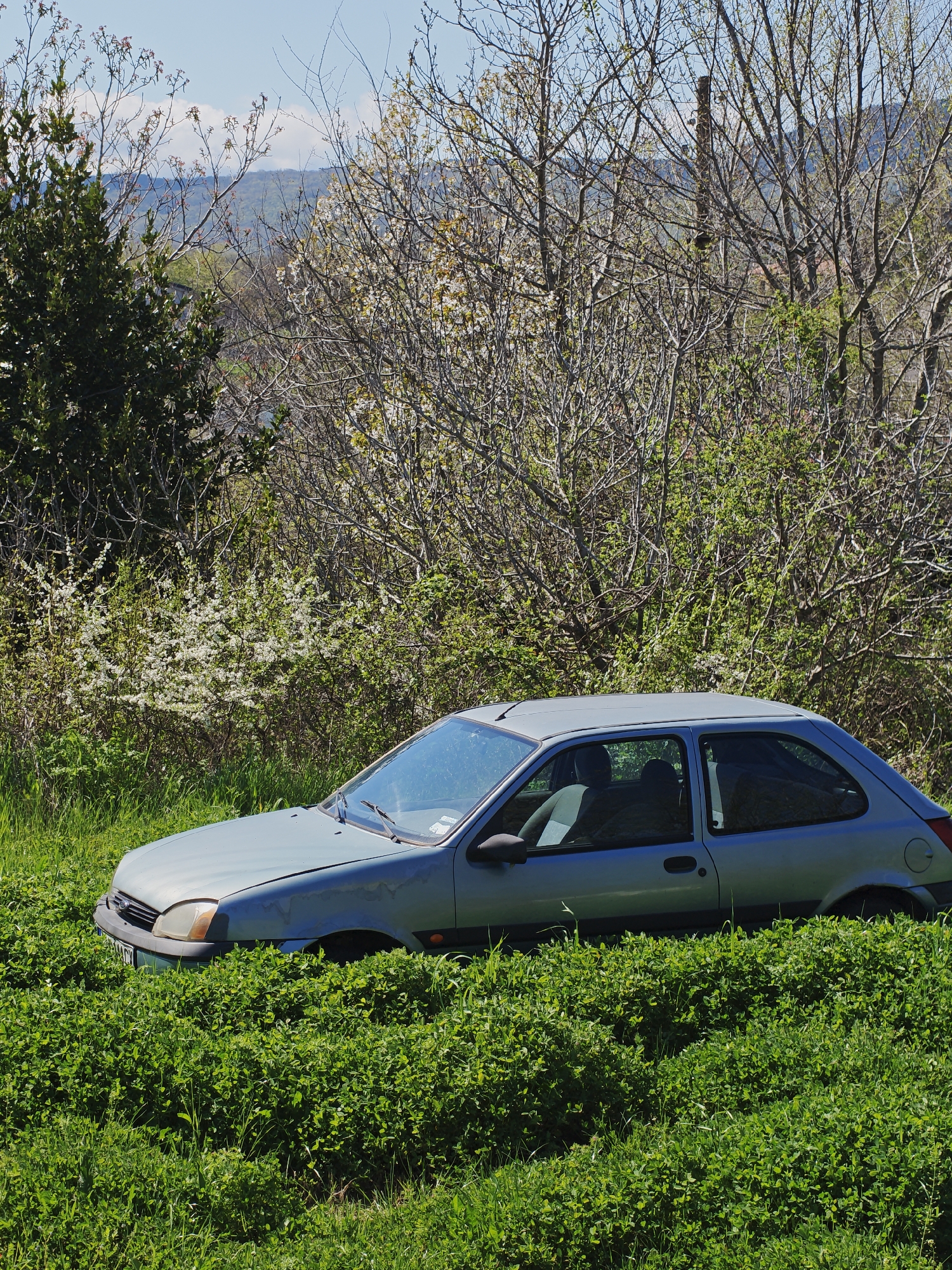 A silver or light blue two-door hatchback car, appearing to be a Ford Fiesta, is the central subject of the image, half-submerged in lush green vegetation. The vehicle sits at a slight angle, with its front bumper and lower half engulfed by tall, verdant grass and clover, which reaches up to the car's window line. The car shows signs of age, with yellowed headlights and possibly some wear on the paint. Its windshield reflects the bright sky, and the wipers are visible.
The scene is set outdoors on a sunny day, likely in spring, given the varied state of the trees in the background. Behind the car, a dense array of bushes and trees forms a rich green backdrop. Some deciduous trees display abundant white blossoms, while others are either just budding with fresh green leaves or still have bare branches. Further in the distance, a serene landscape of undulating hills or mountains, covered in vegetation, stretches towards the horizon under a clear blue sky dotted with scattered white clouds.
No specific activity is taking place, and no people are visible. The atmosphere is one of quiet abandonment, with nature gradually encroaching upon the man-made object. There is no discernible text visible on the car or in the surrounding environment. The location depicted is Tsarevo, Bulgaria.