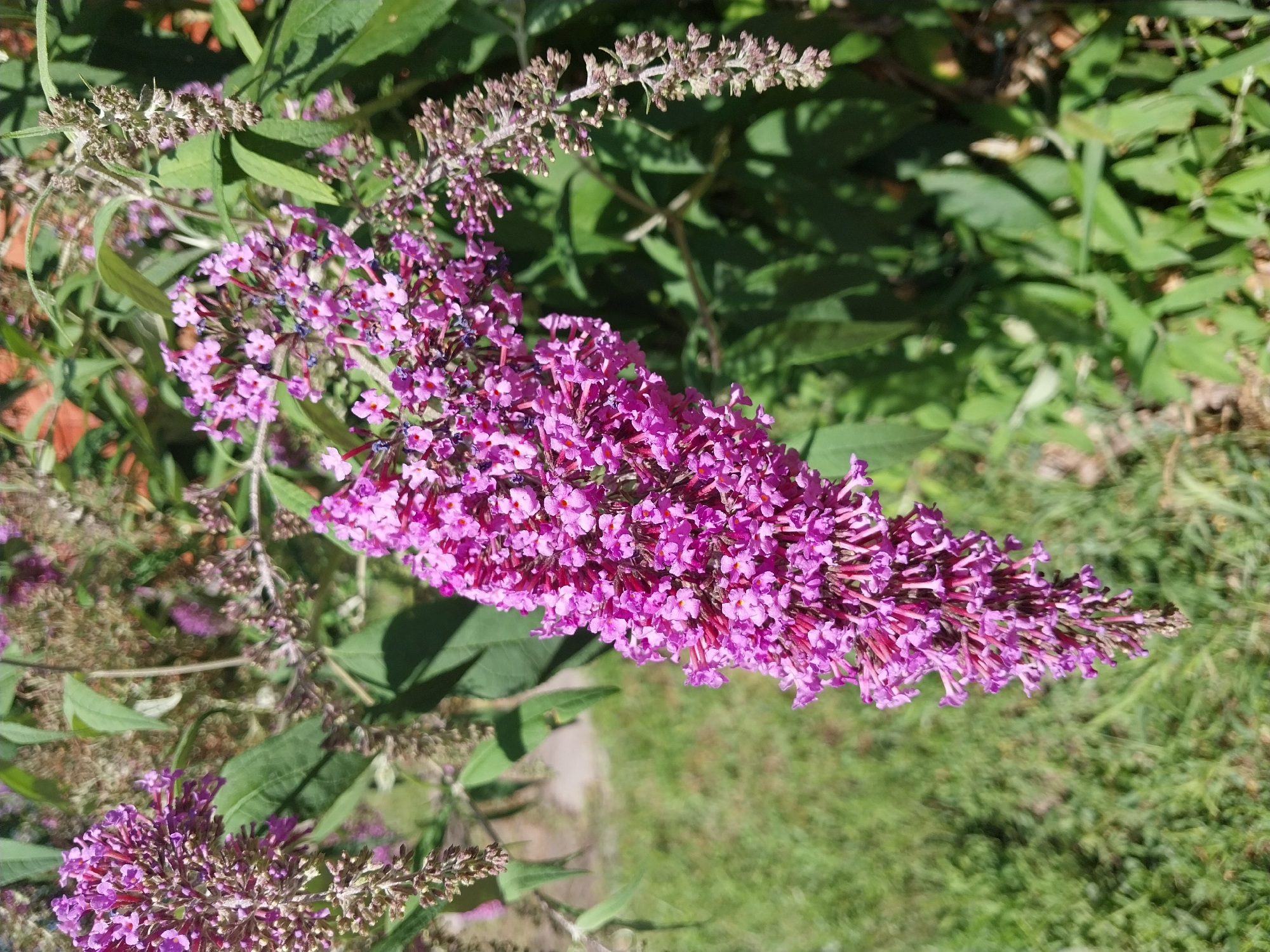 The image displays a close-up view of a blooming Buddleja davidii plant, commonly known as butterfly bush, in the city of Doslidne, Ukraine. The plant features numerous small, vibrant purple flowers clustered in elongated panicles. Some of the flower clusters are fully bloomed, while others are still developing or appear to be fading. Lush green foliage surrounds the flowers, and the background is softly blurred, suggesting a sunny outdoor environment with patches of green grass. The focus is on the intricate details of the flowers, showcasing their delicate petals and stamens. The lighting indicates it is daytime, likely with direct sunlight casting shadows. There are no people or animals visible in the image.