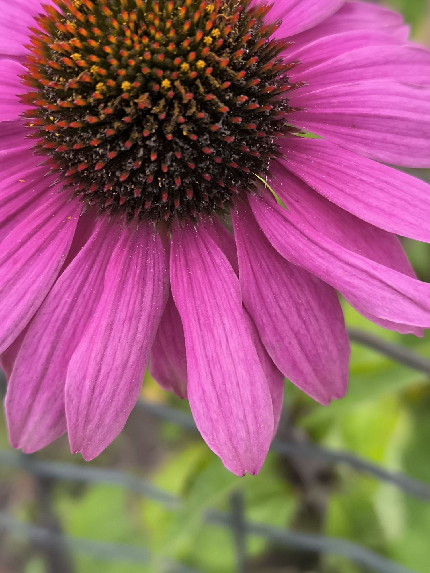 A close-up, low-angle shot focuses on the center and lower-left portion of a vibrant pink coneflower. The coneflower's prominent, dark center is covered in numerous spiky florets, tipped with red and yellow, giving it a textured appearance. Surrounding the center are the delicate, elongated pink petals, some showing subtle veining and a fine dusting of what appears to be pollen or dew. Two small, bright green blades of grass are caught on the petals on the left side. In the background, out of focus, is a blurred expanse of green foliage, interspersed with the dark, horizontal lines of a fence. The scene is outdoors, likely in a garden setting within Kretinga, Lithuania, as suggested by the flora and fence. There are no people visible in the image, and no discernible actions or interactions are taking place. The lighting appears natural, highlighting the textures and colors of the flower.