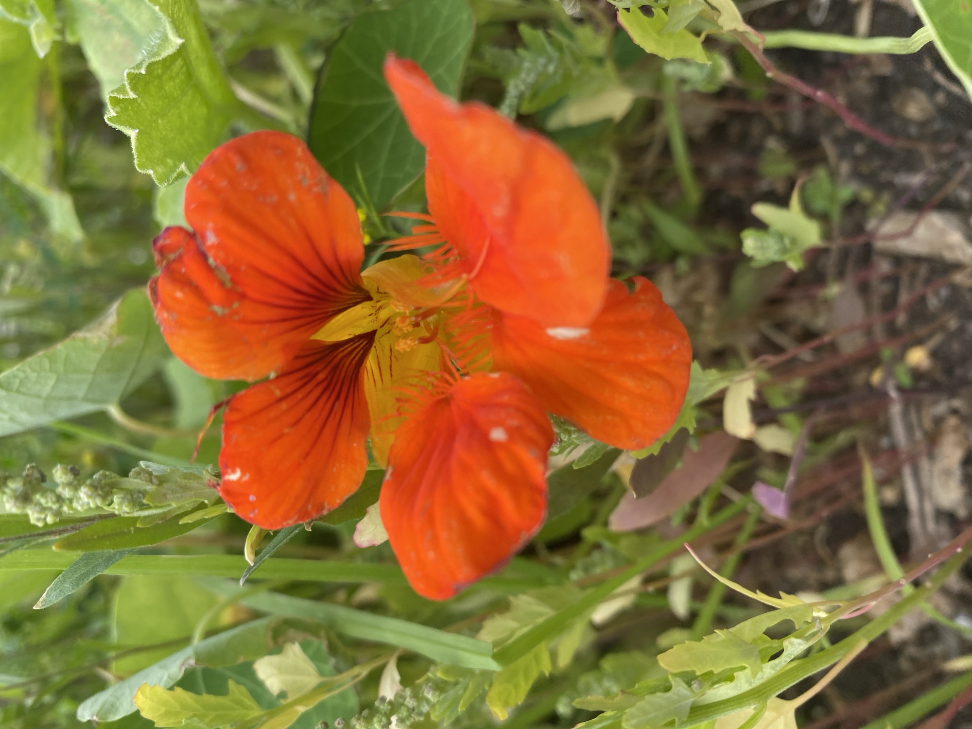The image shows a close-up, high-angle view of an orange nasturtium flower in bloom, surrounded by green foliage and some dark soil. The flower, with its vibrant orange petals and reddish-brown veins, is the central subject. Some of the petals are slightly curled and have small white speckles. The background consists of various green leaves, some appearing broad and serrated, and thin green stems. The ground beneath the flower is dark and appears to be soil with some scattered brown organic matter and reddish stems. The overall scene suggests an outdoor garden or natural setting. The image was captured on July 25, 2023, at approximately 11:00 AM. The location is specified as Sainte-Anne-de-Bellevue, Canada. There are no people or animals visible in the image.
