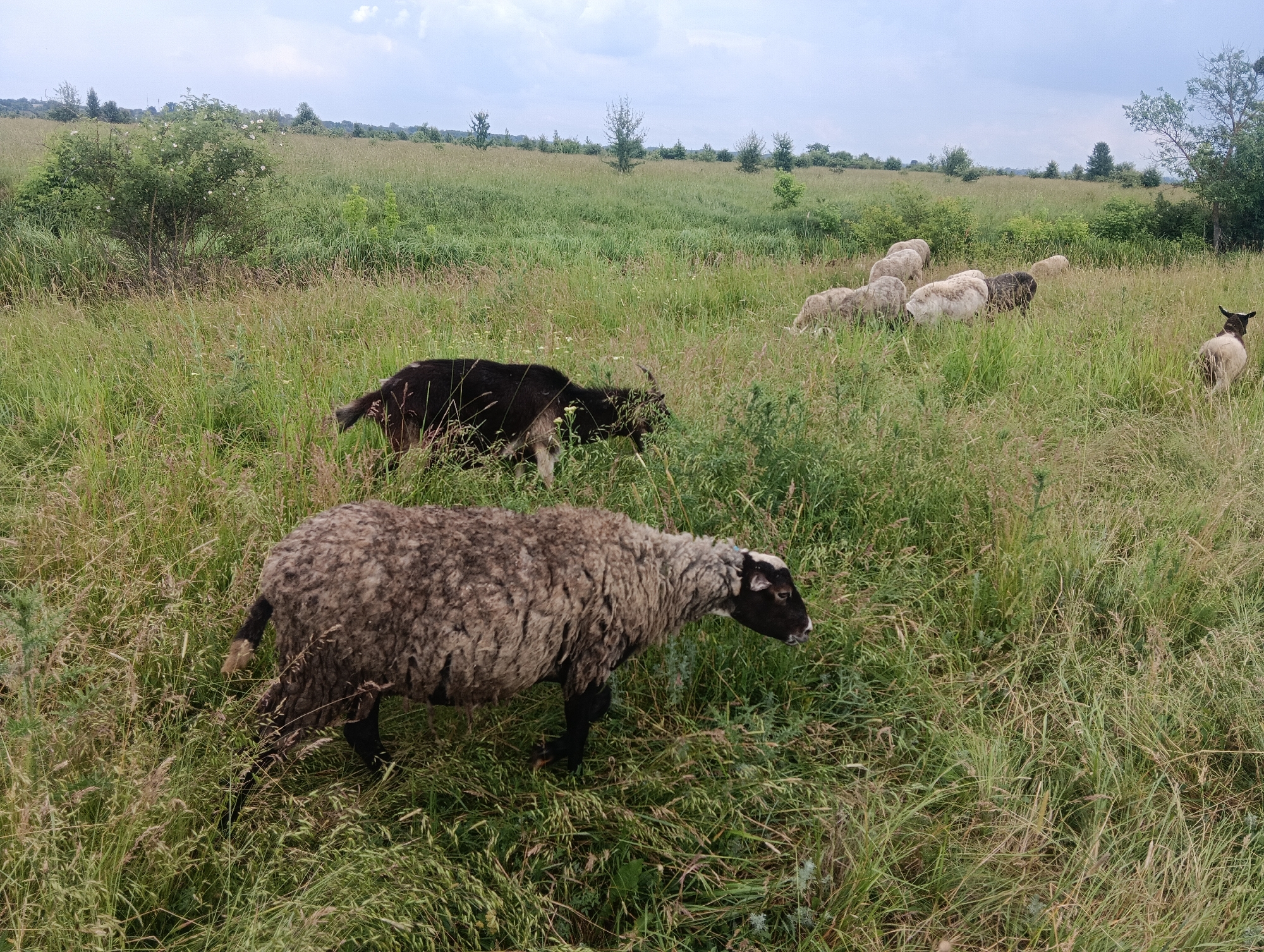 A flock of sheep and a goat are grazing in a field of tall grass. The sheep are of various colors, including white, brown, and black. One sheep in the foreground is predominantly brown with a black face and legs. The goat, black and brown, is visible behind the foreground sheep. In the background, a cluster of white-flowered bushes is partially obscured by the tall grass. The sky above is overcast.
