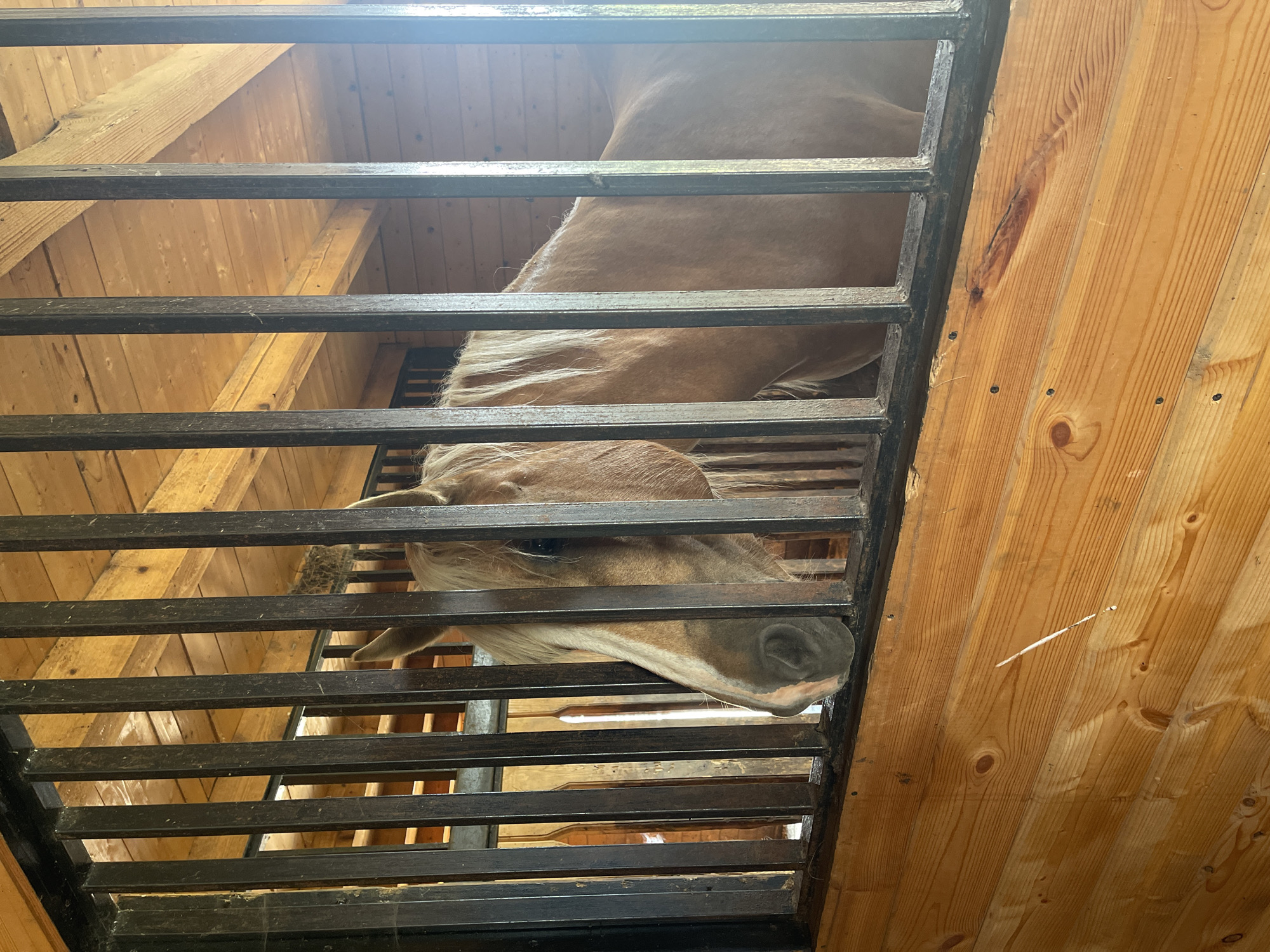 A light brown horse with a blonde mane stands in a wooden stall. The horse is looking out through black metal bars that form the front of the stall. The stall is made of light-colored wood planks. The horse's head and part of its body are visible. Sunlight streams in from the right side of the image, creating lens flare.