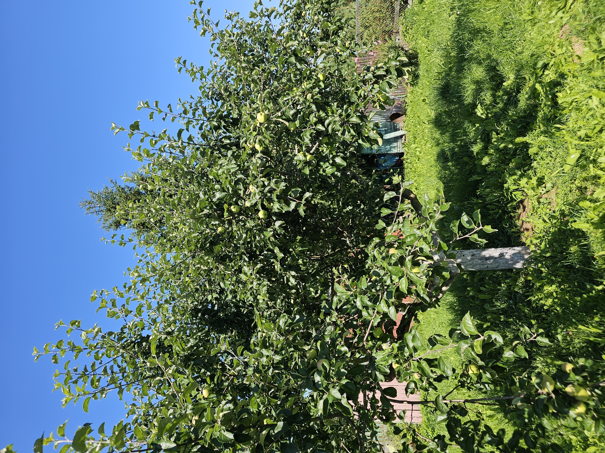 The image depicts a sunlit outdoor scene in Chukholovo, Russia, likely during daytime, with a clear blue sky dominating the upper portion of the frame. A large, mature apple tree, laden with green apples, is the central focus, its branches spreading wide over a lush, green grassy area. Sunlight filters through the leaves, casting dappled shadows on the ground. In the background, hints of rustic wooden structures, possibly sheds or fences, and a chain-link fence suggest a rural or semi-rural setting. A tall evergreen tree stands behind the apple tree. The ground is covered in thick, uneven grass and some wild plants. The overall impression is one of a vibrant, verdant summer day in a garden or orchard. There are no people or animals visible in the image.