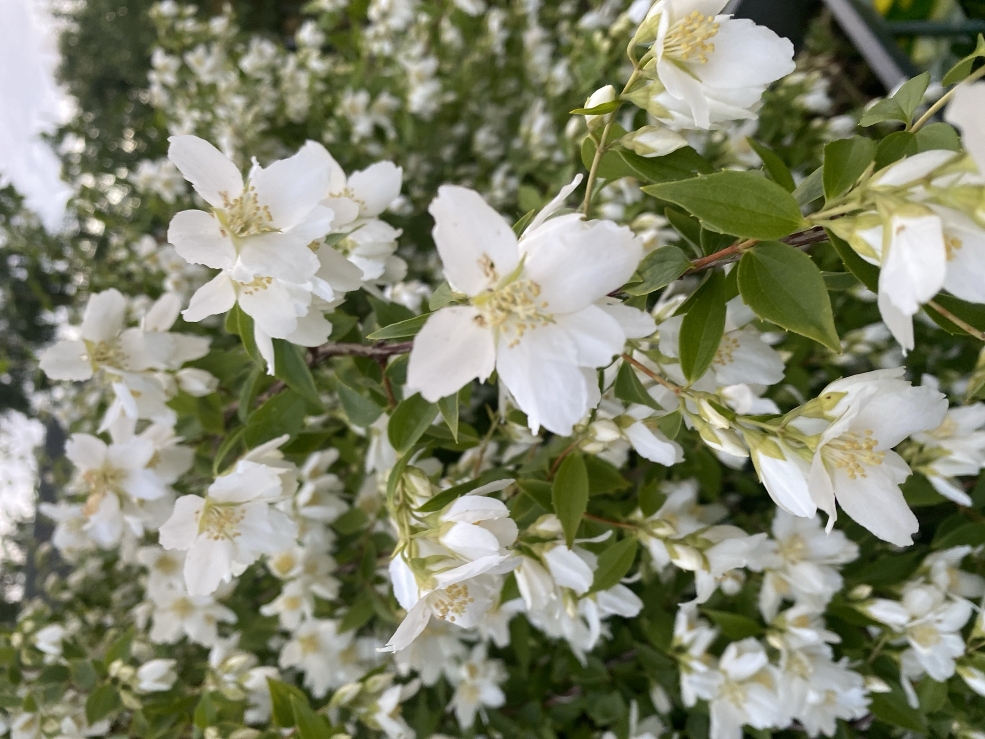 A close-up, vertical shot focuses on a cluster of white jasmine flowers and green leaves, suggesting a garden or park setting. The flowers are delicate with multiple petals and visible yellow stamens. The background is softly blurred, showing more white flowers and greenery, creating a sense of depth and abundance. The lighting appears to be natural, possibly overcast, as there are no harsh shadows. The image is likely taken outdoors in Sestroretsk, Russia, given the context. No people or specific actions are depicted, and the overall impression is one of natural beauty.