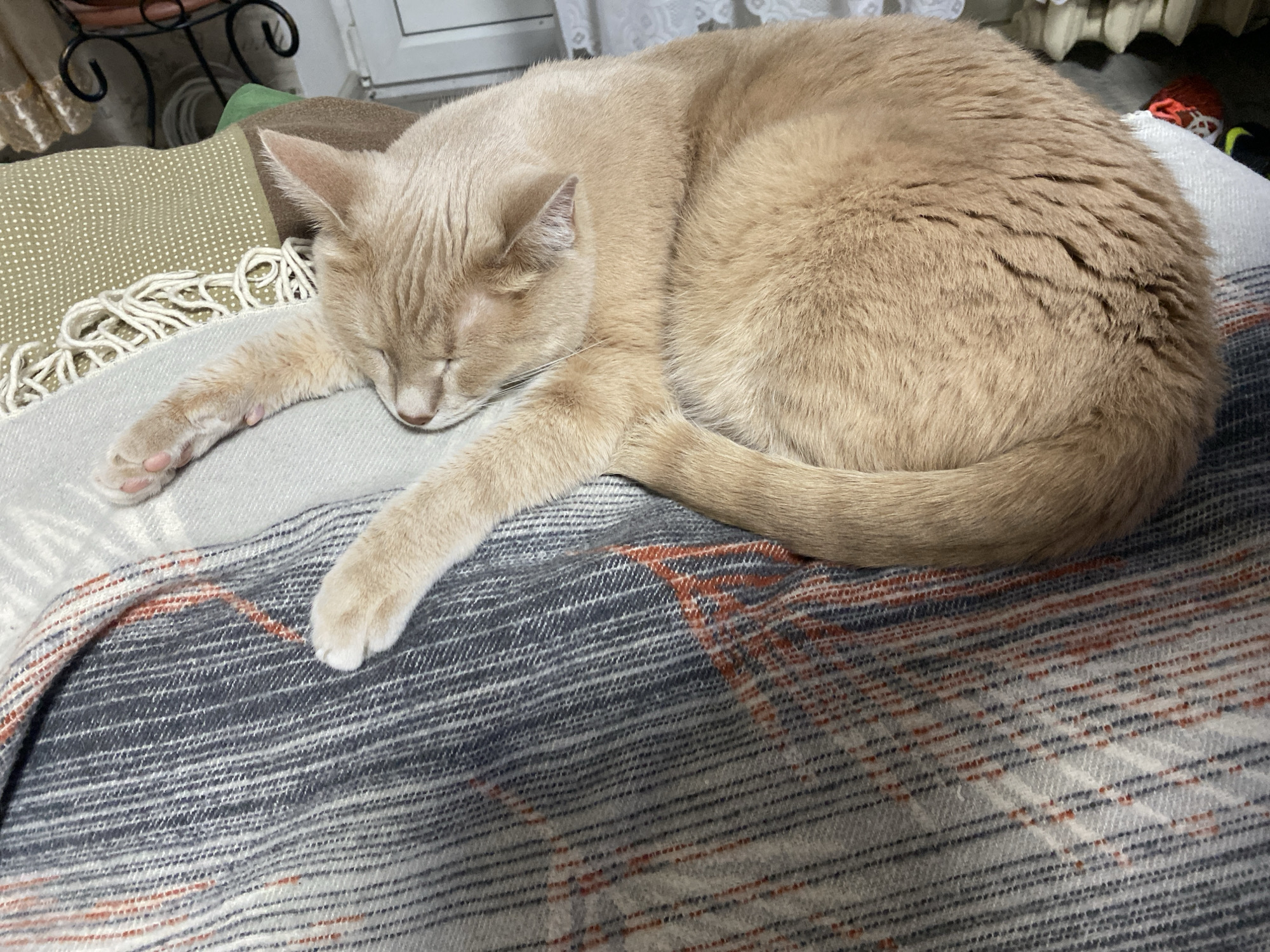 A light-colored cat is depicted sleeping peacefully on a stack of blankets in an indoor setting. The cat, appearing to be a cream, buff, or light ginger color with short fur, is curled up, with its head resting on a light grey or off-white blanket. Its eyes are closed, and one front paw is stretched out onto the blanket. The cat's body rests on a multi-patterned blanket featuring stripes and plaid-like squares in shades of grey, dark blue, and reddish-orange.
Below the cat's head and paw, another blanket, olive green with white polka dots and white fringed edges, is partially visible. The background is softly blurred but reveals what appears to be a window frame on the right and possibly white lace curtains. In the upper left background, a dark, ornate, possibly wrought-iron decorative item, such as a plant stand, can be seen. The lighting suggests it is daytime, possibly an overcast day, creating a soft and calm atmosphere. There is no visible text in the image. The scene conveys a sense of comfort and tranquility in what is described as Chaikovsky, Russia.