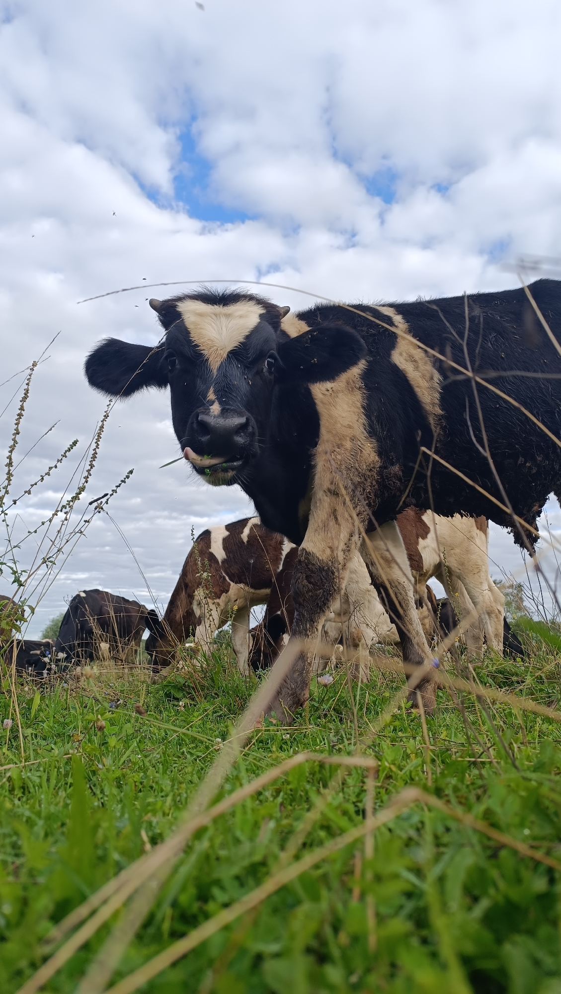 A low-angle shot captures a herd of black and white cows grazing in a grassy field under a cloudy sky. The primary subject, a cow facing the camera, has a black head with a distinctive white blaze, and its tongue is visible, extended as it chews grass. In the background, other cows, some with brown and white markings, are also feeding. The foreground is dominated by tall, dry grass stalks, partially obscuring the view. The environment appears to be rural, with no urban elements visible. The image does not contain any identifiable landmarks or signs that would indicate a specific location within the city of Karsha, Russia.