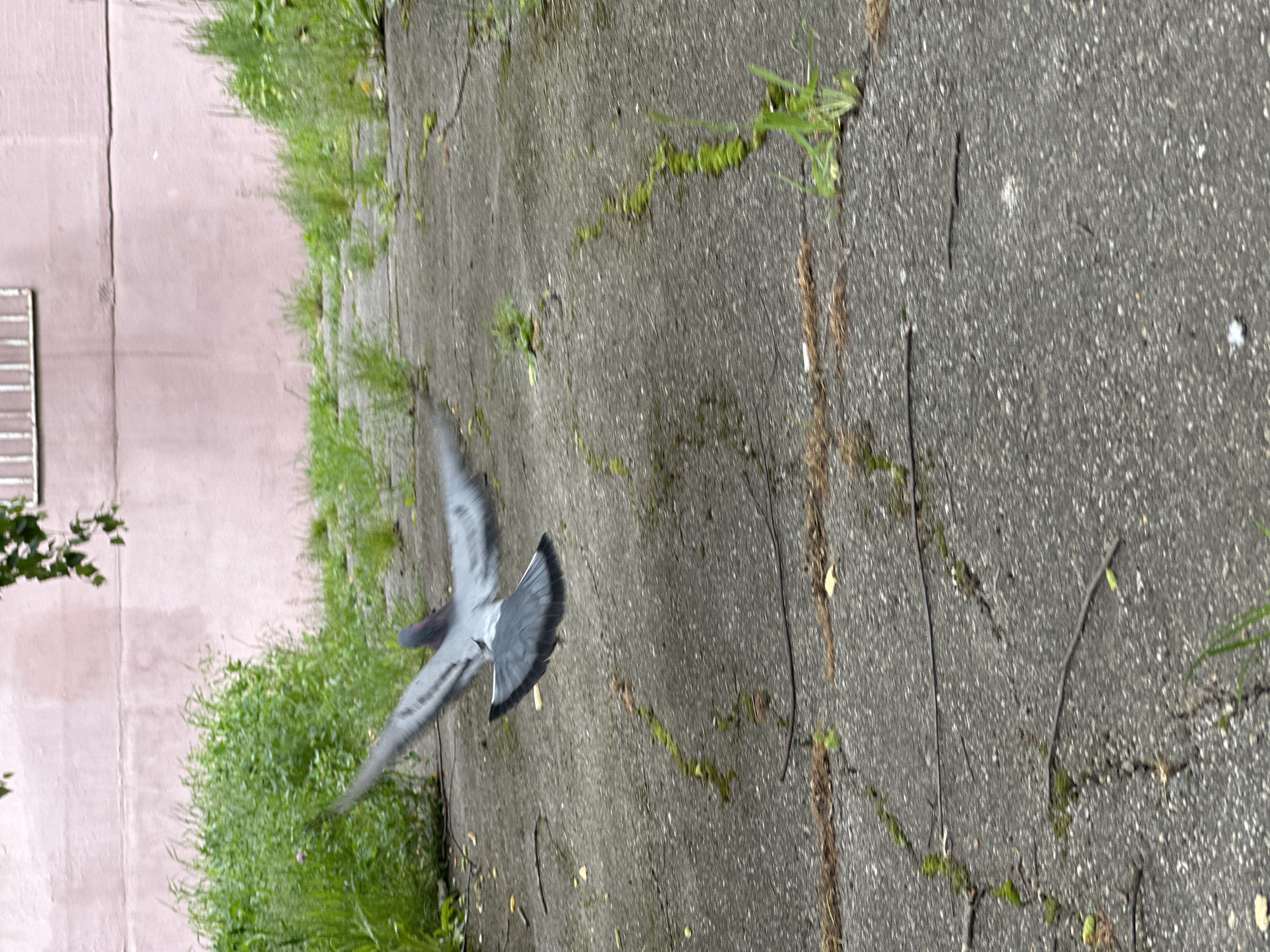 This vertically oriented image captures a pigeon in mid-flight, positioned in the lower-left portion of the frame and heading towards the right. Its wings are outstretched, displaying motion blur that conveys active movement. The pigeon exhibits typical grey and dark plumage.
Below and to the right of the bird, the ground is a dark, rough-textured surface, characteristic of asphalt or cracked concrete. Numerous cracks traverse this surface, from which green grass and weeds are visibly growing, indicating natural overgrowth or a less maintained area.
In the upper-left section of the image, behind the vegetation and paved ground, stands a plain reddish-brown or pinkish-brown wall, likely part of a building. A small, rectangular element with horizontal bars, possibly a vent or architectural detail, is partially visible against this wall on the far left. Darker green foliage, likely from a nearby tree or bush, peeks into the frame from the extreme left edge.
The lighting appears soft and diffused, suggesting an overcast day or indirect sunlight. The overall scene depicts an outdoor urban or suburban environment in Stavropol, Russia, highlighting common elements like paved walkways, overgrown greenery, and building structures. No text is visible in the image.