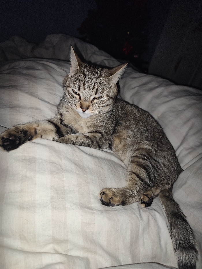 A tabby cat reclines on a white bedsheet. The cat is facing forward, with its head slightly tilted. Its eyes are narrowed as if sleepy. Its front left paw is extended, resting on the sheet. The rest of its body is curled slightly, tail extending towards the bottom right. The background is dark, with the suggestion of other items in the room, but these are out of focus.