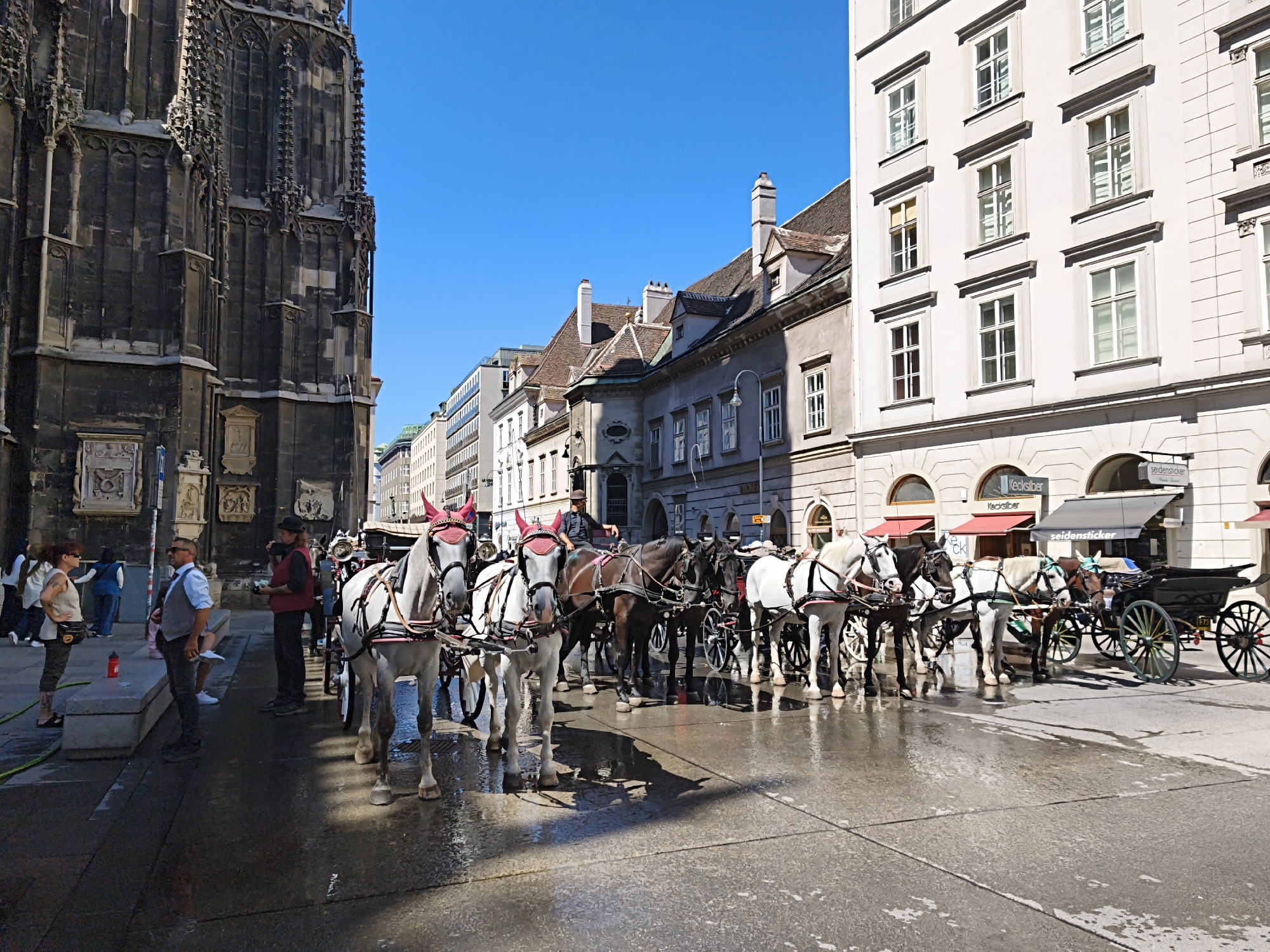 The image depicts a street scene in Vienna, Austria, likely near St. Stephen's Cathedral given the Gothic architecture visible on the left. A row of horse-drawn carriages, known as Fiaker, are lined up on the wet cobblestone street. Several white and brown horses are harnessed to the carriages, some with decorative red ear bonnets. A few people are visible standing near the carriages, including a man in a grey vest speaking with a woman in a white top and camouflage pants, and another person holding a camera. In the background, several European-style buildings with distinct architectural features line the street. The sky is clear and blue, indicating a sunny day. The reflections on the wet ground suggest recent rain or street cleaning.