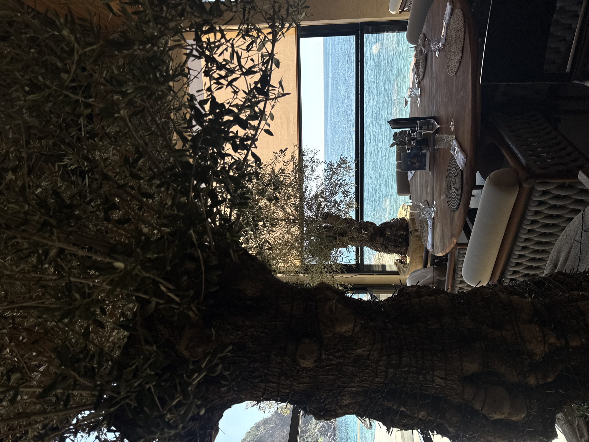 A low-angle, sideways shot shows a restaurant interior with a view of the sea, located in an unidentified city. A large, textured tree trunk and branches fill much of the foreground. Beyond the tree, a wide window reveals a light blue sea and a hint of land. A wooden table set with glassware and placemats is visible to the right of the window, with chairs alongside. A partially drawn blind is seen to the left of the window.