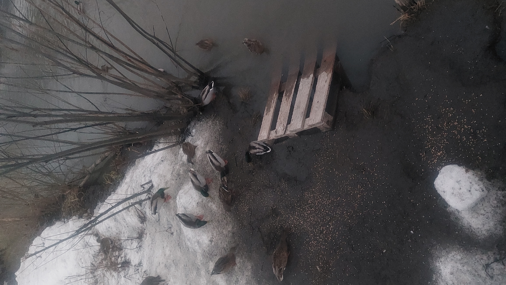 The image depicts a winter scene in Novosibirsk, Russia, featuring a group of ducks near a body of water. The ground is covered in patches of snow and mud. Some of the ducks are in the water, while others are on the muddy bank, pecking at the ground, possibly feeding. A wooden pallet rests on the muddy ground near the water's edge. Bare tree branches are visible in the background, further suggesting a cold, winter setting.