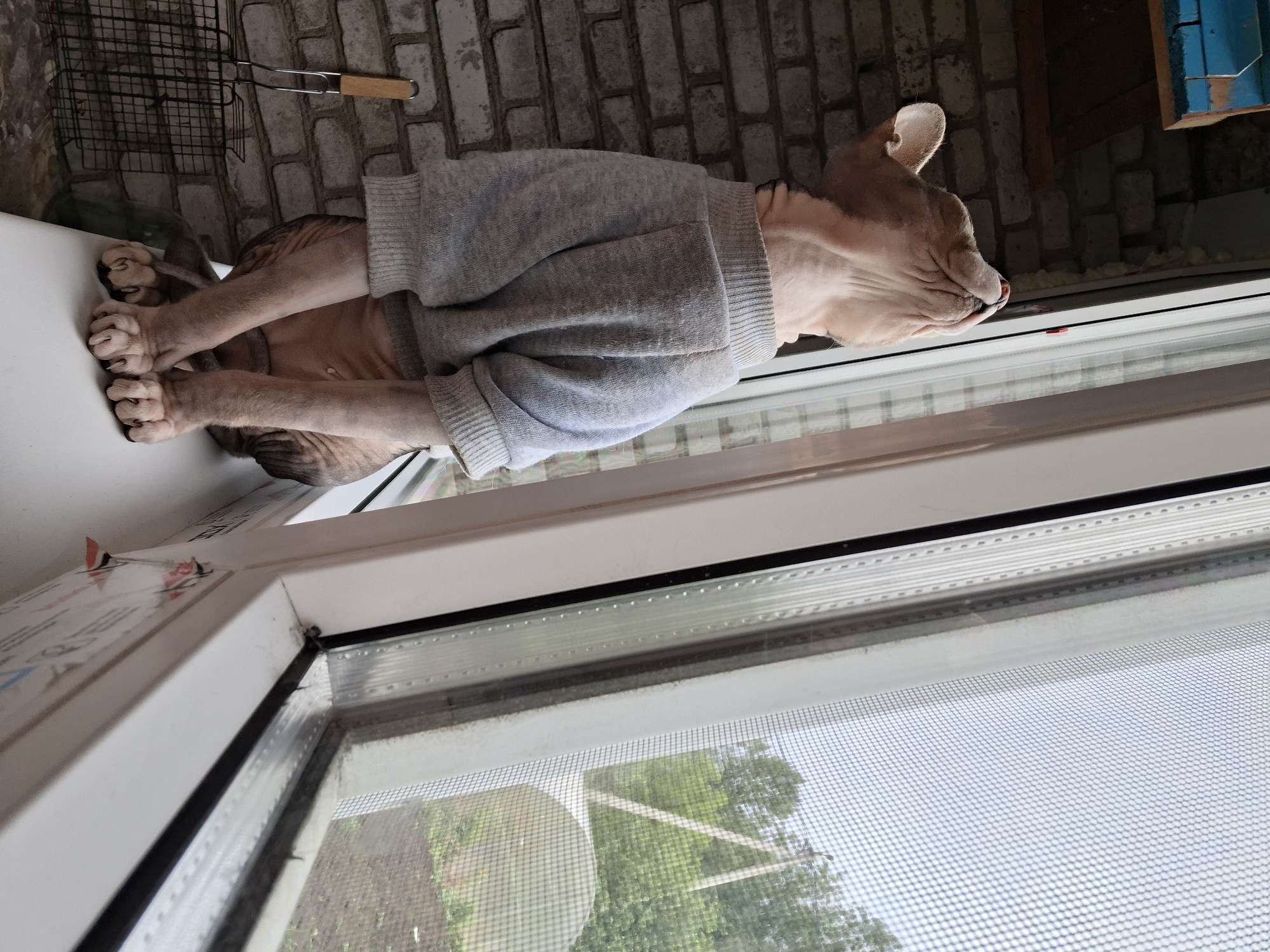 A hairless cat wearing a gray sweater rests on a white windowsill. The cat's head is near the window's edge, while its paws extend to the left. A window screen is visible, and blurred vegetation can be seen through it. A brick wall and some metal objects are in the background. The location is Забалоцкі сельскі Савет, Belarus.