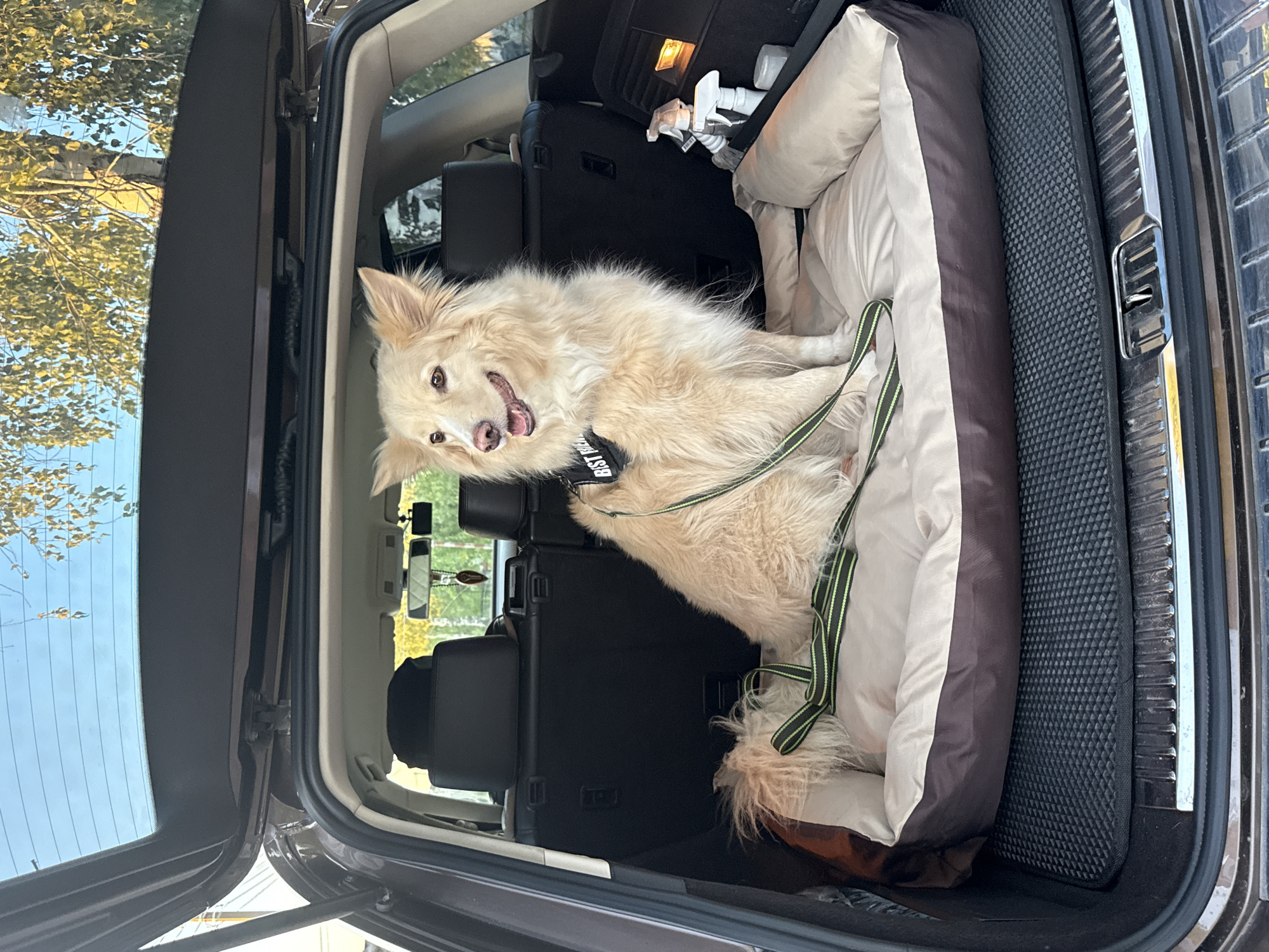 The image shows a light-colored, medium-sized dog sitting in the back of an open SUV. The dog is wearing a black vest with white lettering that appears to say "BEST FRIEND". It is lying on a brown and tan dog bed. The back of the SUV is carpeted and contains a black mat. To the right of the dog bed, there are two spray bottles and a white container. The background shows trees and a blue sky. The location is stated to be the city of Chaikovsky, Russia.