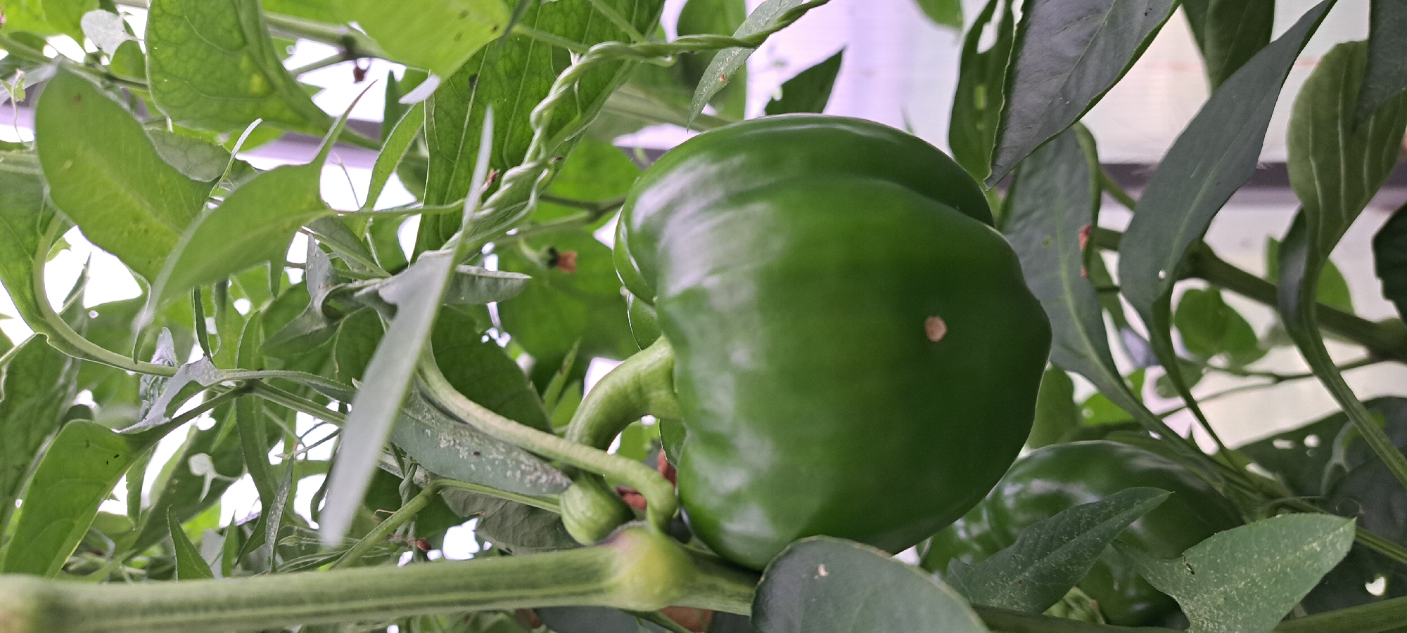 The image is a close-up, vertical shot of a green bell pepper plant. The main subject is a large, smooth, green bell pepper hanging from its stem, surrounded by lush green leaves and stems. The pepper has a slightly glossy surface and appears to be firm. There is a small, light-colored spot on the surface of the pepper. The background is a blur of green foliage and some indistinct vertical structures, possibly supports for the plant or part of a greenhouse. The lighting suggests it is daytime, with natural light illuminating the scene. The overall impression is of healthy plant growth, with the pepper being ripe or nearing ripeness. The image does not contain any people or explicit actions. The location in Азьмушкино, Russia, is not visually represented in the image.