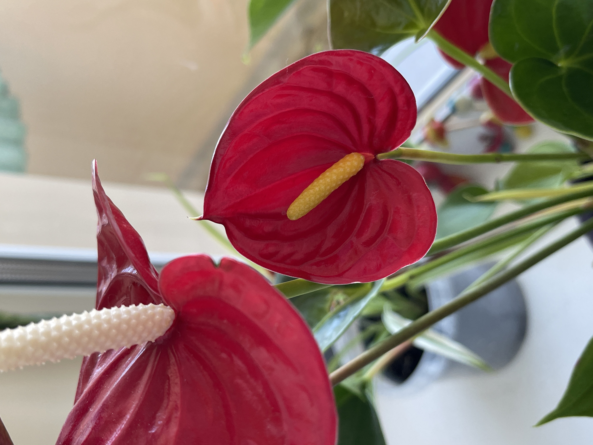 A close-up, eye-level, portrait-oriented shot captures two vibrant red anthurium flowers in bloom. The flower on the right is in sharp focus, showcasing its heart-shaped spathe with delicate, curved veins and a prominent, yellow spadix. The flower on the left, slightly out of focus, is partially visible, revealing its glossy red petal and a white, textured spadix. Green, waxy leaves of the plant are visible in the foreground and background, some in focus and others blurred. The background transitions from a blurred light beige to a lighter, almost white area, suggesting an indoor setting near a window with diffused natural light. Hints of a gray planter are visible at the bottom left. The scene is devoid of any human presence or activity. There are no discernible landmarks or architectural details that would indicate a specific location within Minsk, Belarus.