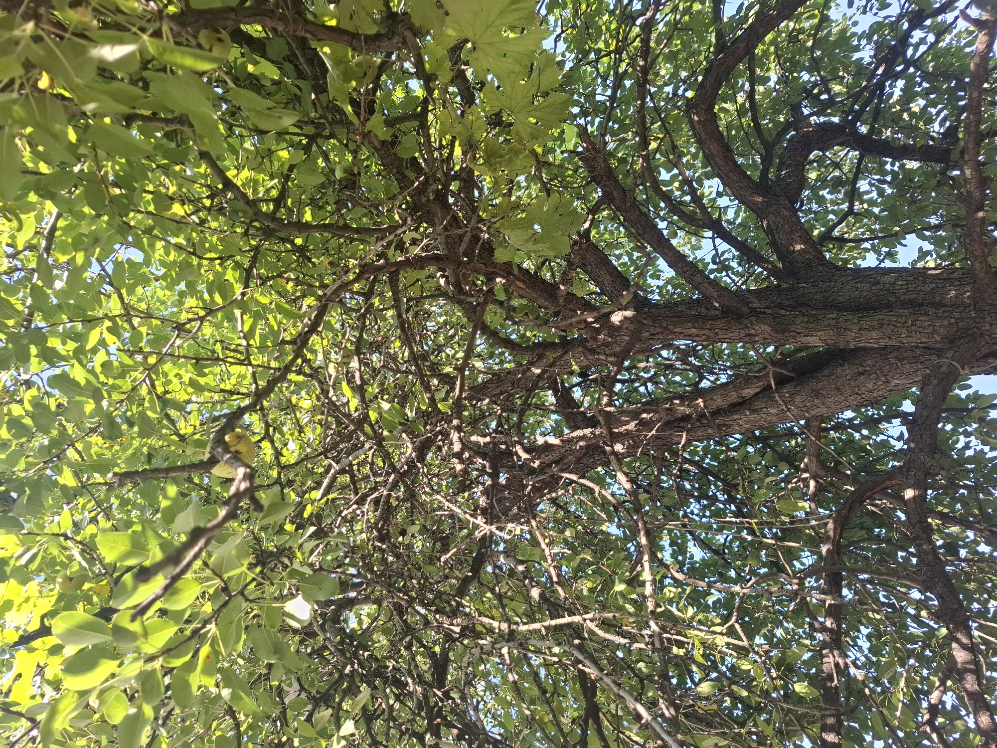 An upward-looking view of a mature tree with a thick, textured bark trunk is captured on a sunny day. The tree is laden with bright green leaves and has numerous gnarled branches, some of which are adorned with light yellow pears. The sky, visible through the foliage, is a clear blue. The scene is a common sight in urban gardens and parks in Almaty, Kazakhstan, where fruit-bearing trees are often found.
