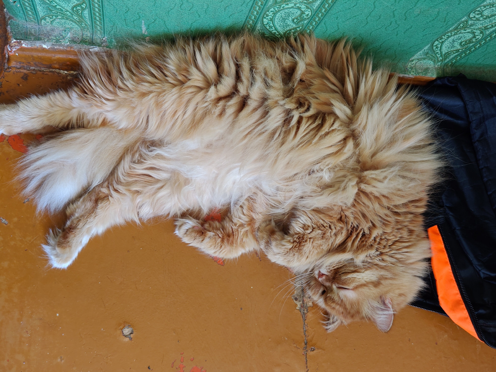 An overhead medium shot captures a fluffy, ginger-colored cat sleeping on a mottled orange floor. The cat is lying on its back, with its head resting on a black jacket with an orange stripe. The cat's fur is long and shaggy, with lighter fur on its belly. Its eyes are closed, and its mouth is slightly open, revealing a pink tongue. The floor is worn and has patches of peeling paint. In the background, a green wall with a textured pattern is visible. The scene is simple and domestic, suggesting a moment of rest for the animal.
