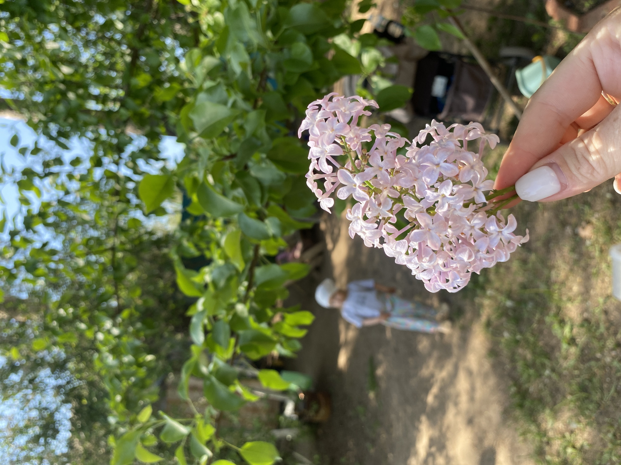 The image, taken in what appears to be an outdoor garden setting, features a hand holding a sprig of light pink or purple lilac flowers. The hand belongs to a person with a light skin tone and white painted fingernails. The background includes green foliage, suggesting trees or bushes, and a glimpse of the ground. In the background, a person wearing a light-colored shirt and patterned pants is lying on the ground. There are also hints of garden furniture and equipment, such as a chair and a dark-colored bag. The presence of lilac and the overall setting suggest a park, garden, or yard environment. The location is identified as Chaikovsky, Russia.